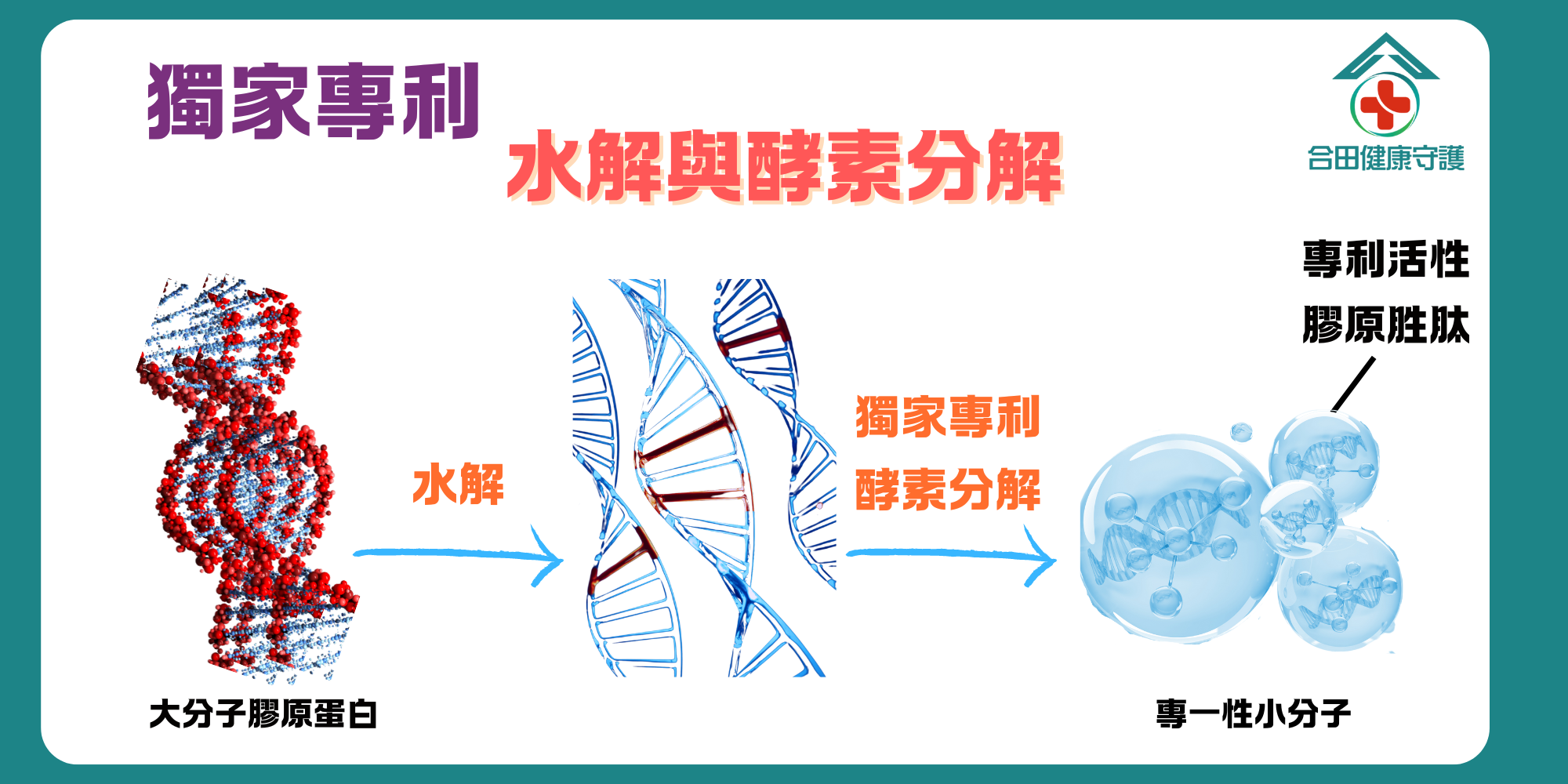 合田肽有力膠原蛋白