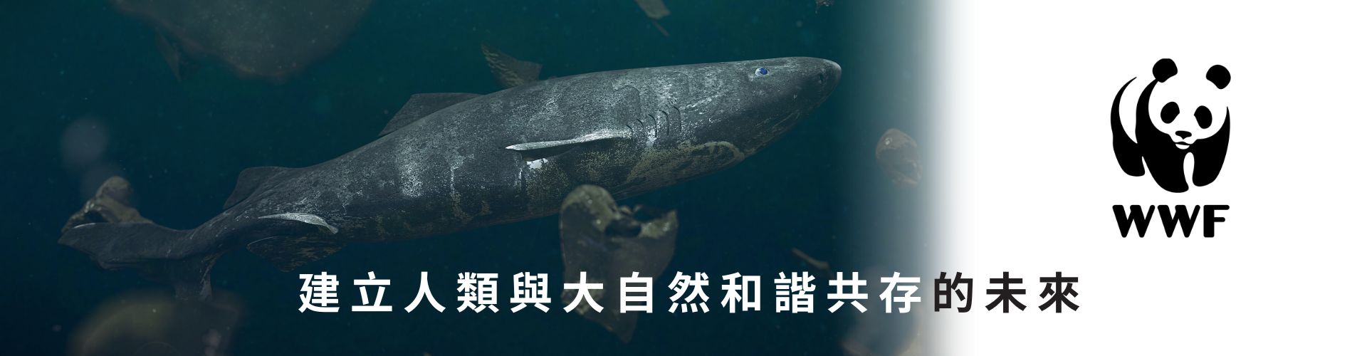 protect our ocean coloring competition IGEAAA banner