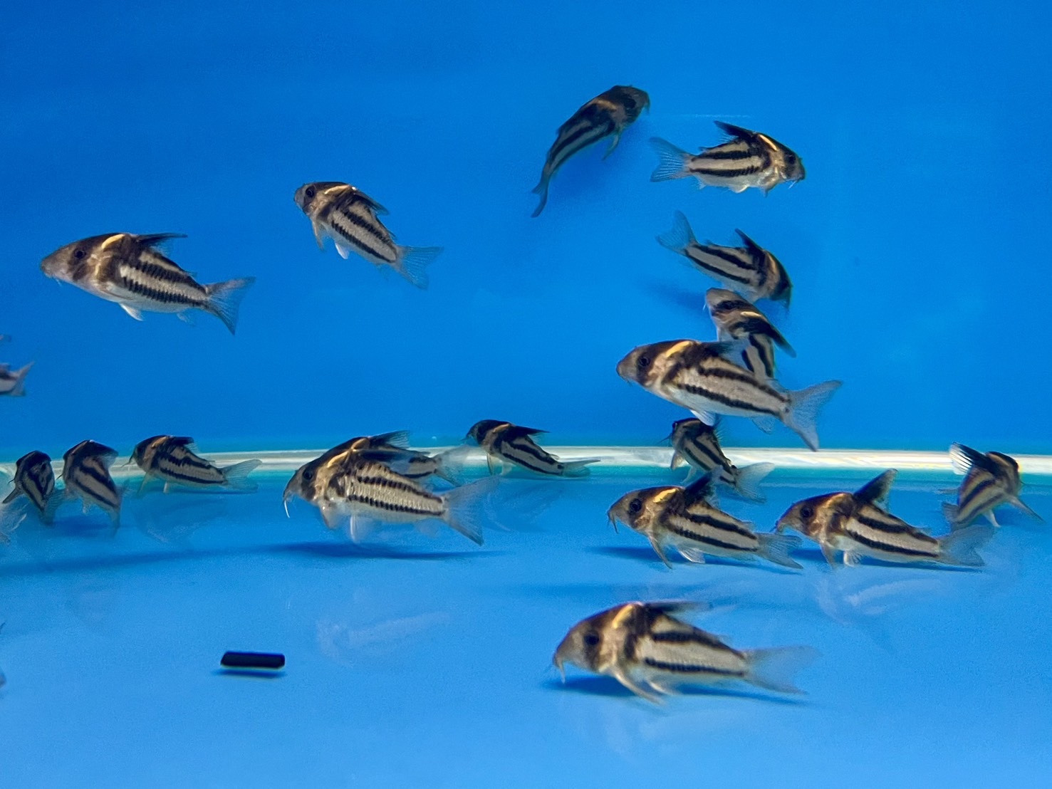 CW127 野生超級二線鼠4-6cm CW127 野生超級二線鼠4-6cm