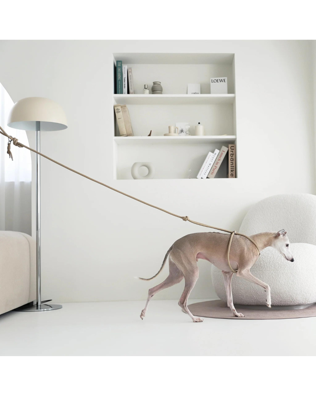 All-In-One Harness 一體成型寵物背帶