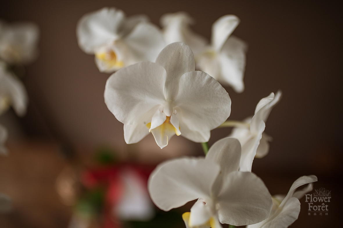 經典蘭花A款 | 桌花