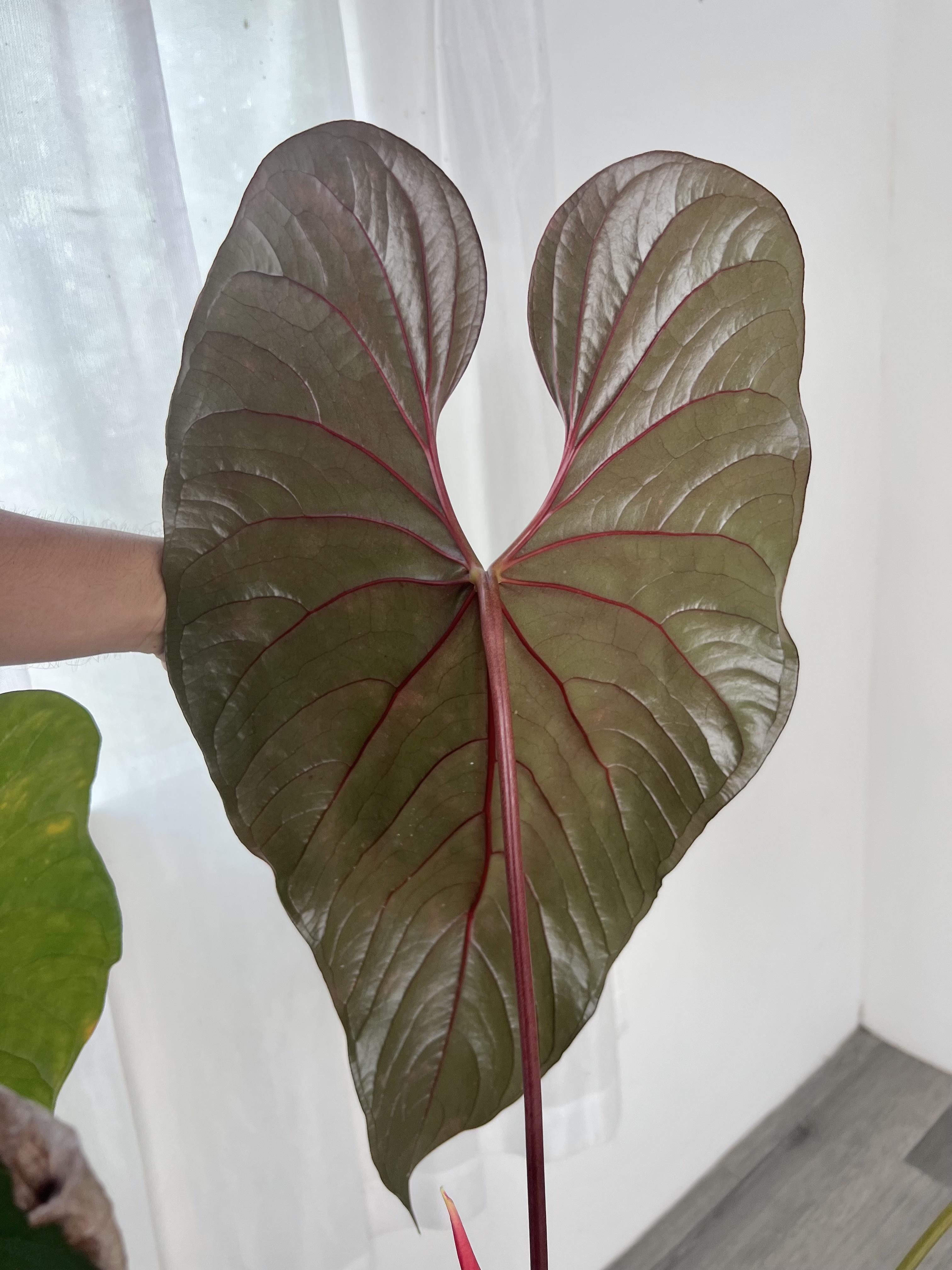 upright elephant ear plant Alocasia 'Portora' Ruffled Upright Elephant Ear Bulb