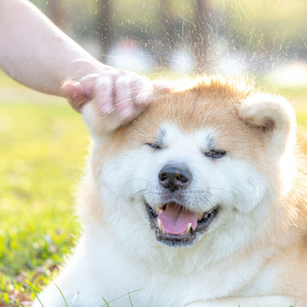 【檜沐先生】 寵物天然乾洗噴霧 (補充裝) 500ml