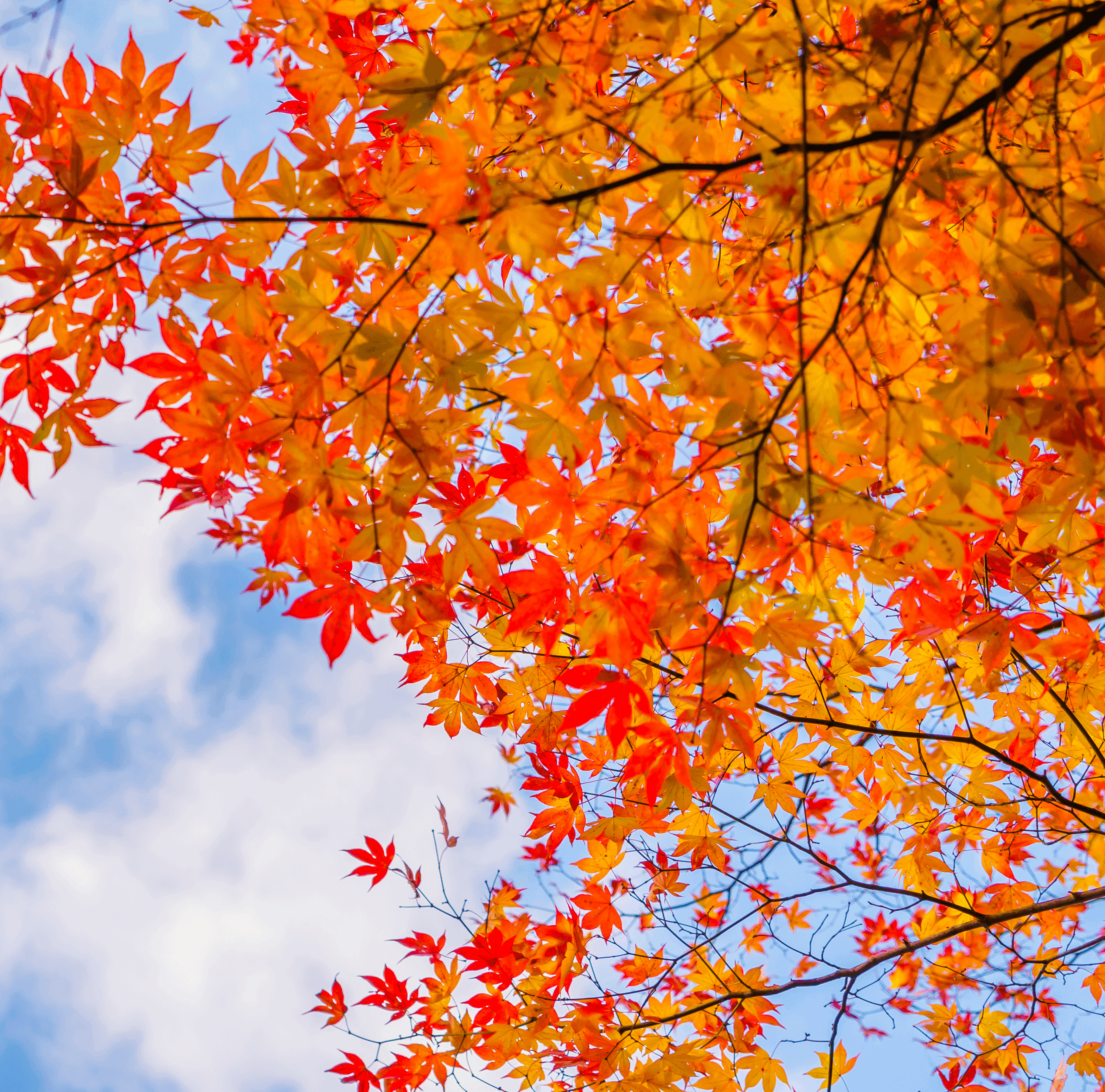 2024日本地區楓葉預測