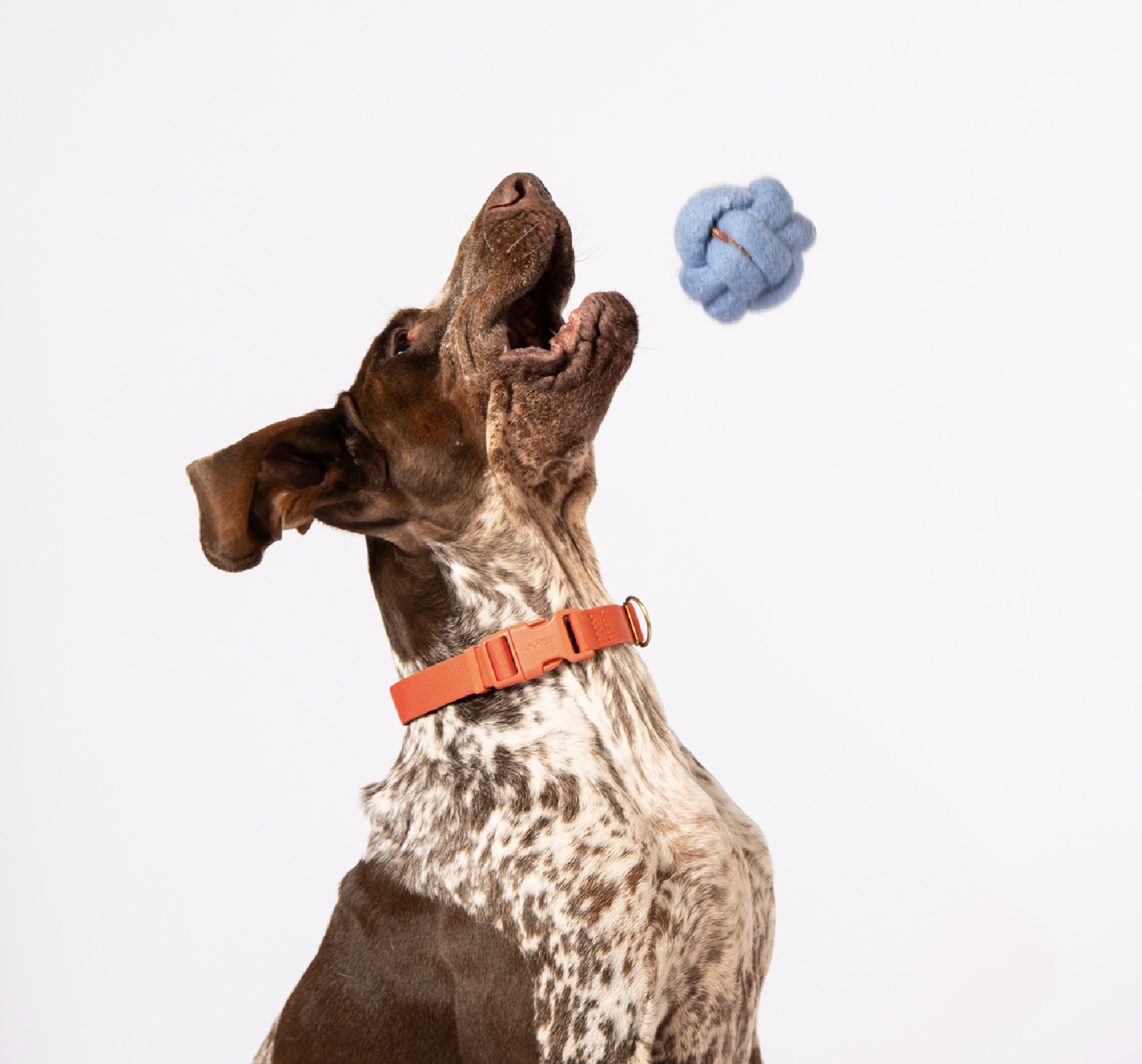 狗狗玩具球推薦