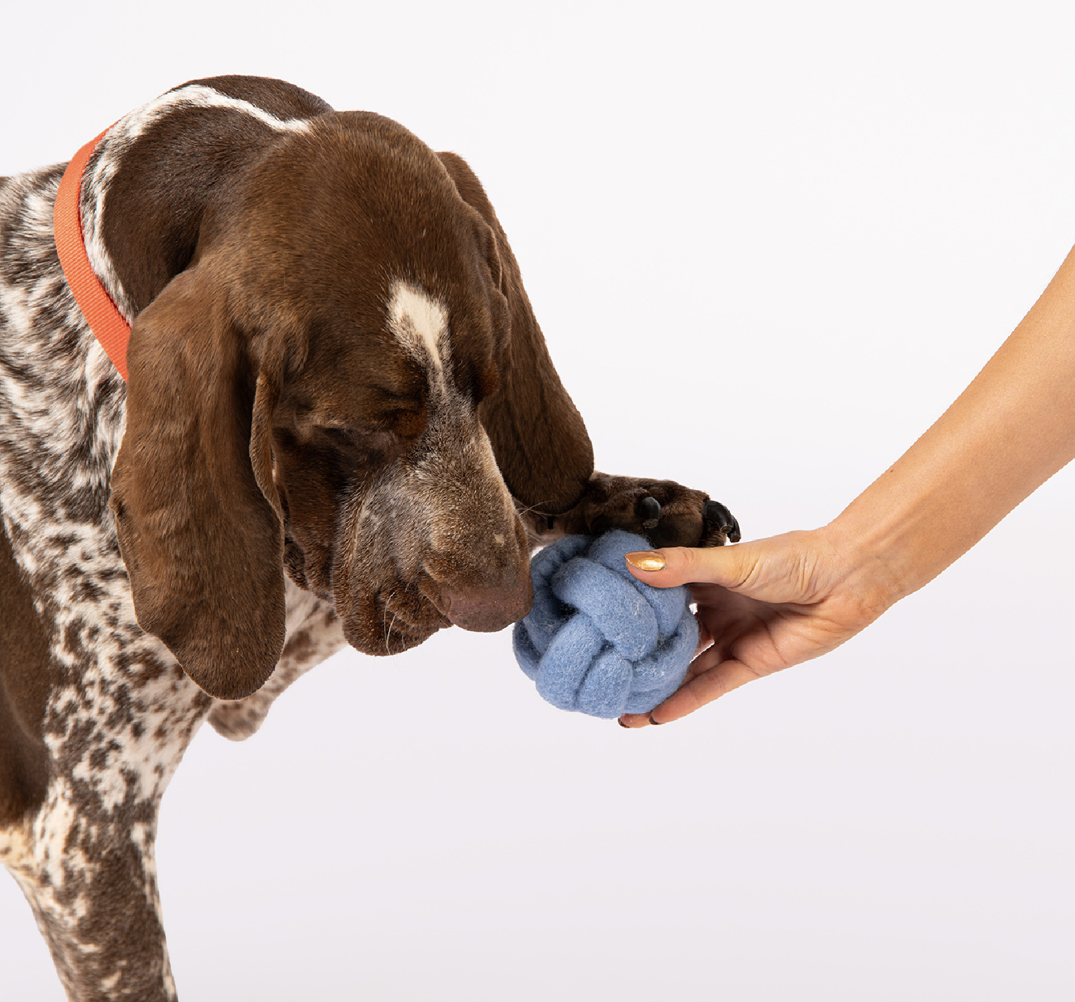 狗狗羊毛氈嗅聞藏食玩具