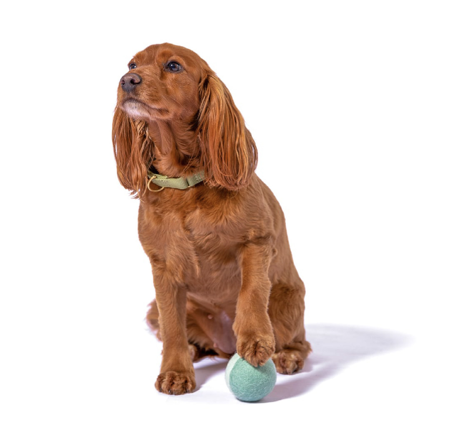 升級版狗狗玩具球