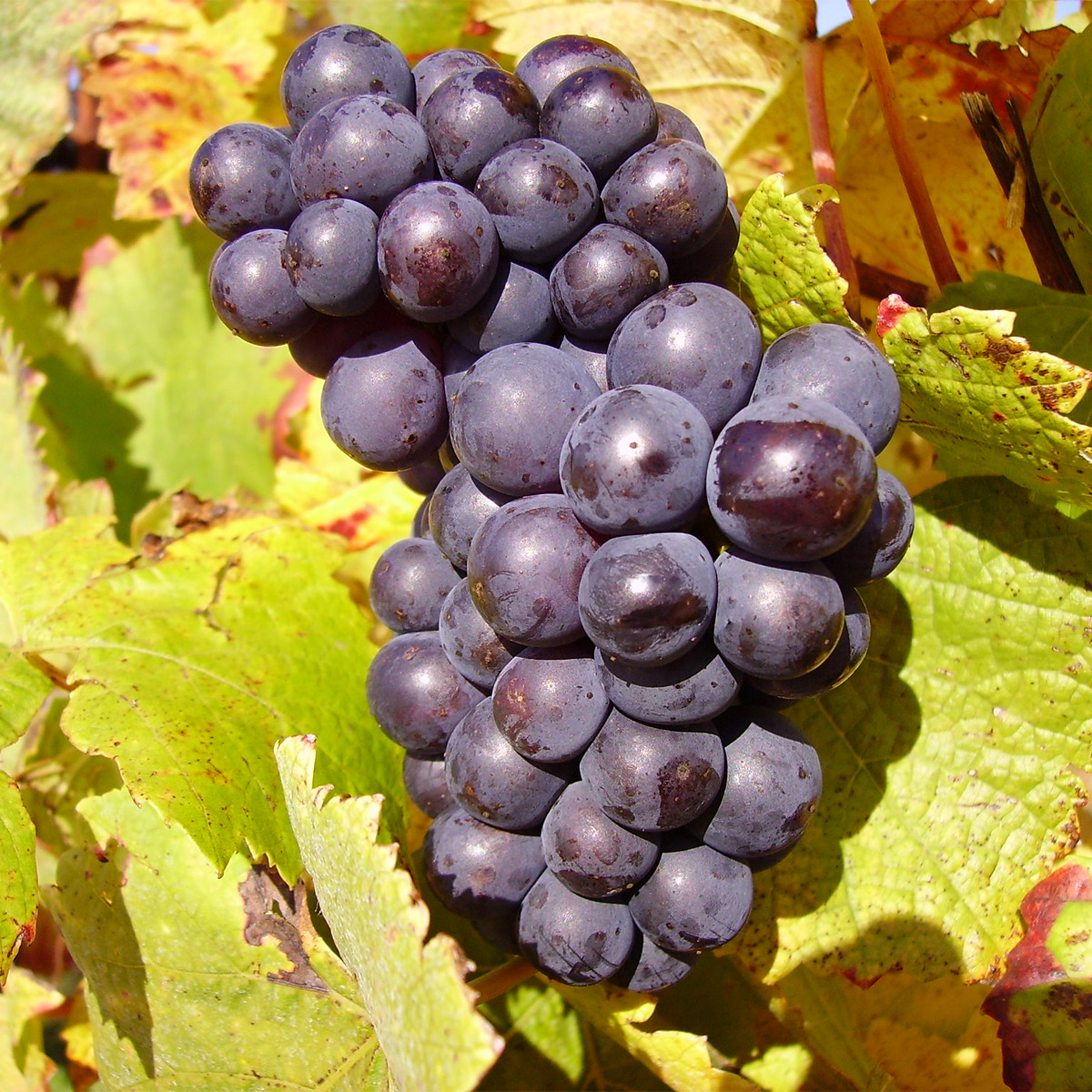 •	黑皮諾紅酒, 柔和果香, 草莓和櫻桃味, 葡萄酒, 紅酒, 白酒, 葡萄酒品嚐, 葡萄酒文化, 葡萄酒品牌, 紅酒搭配, 葡萄酒市場