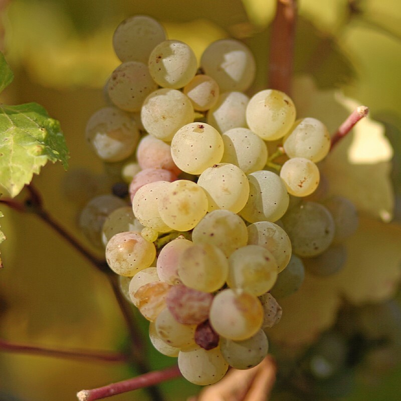 雷司令, 德國白酒, 摩澤爾, 高酸度白酒, 葡萄酒風味, 葡萄酒歷史, 全球葡萄酒, 葡萄酒愛好者, 礦物質風味, 柑橘風味, 白酒搭配, 雷司令起源
