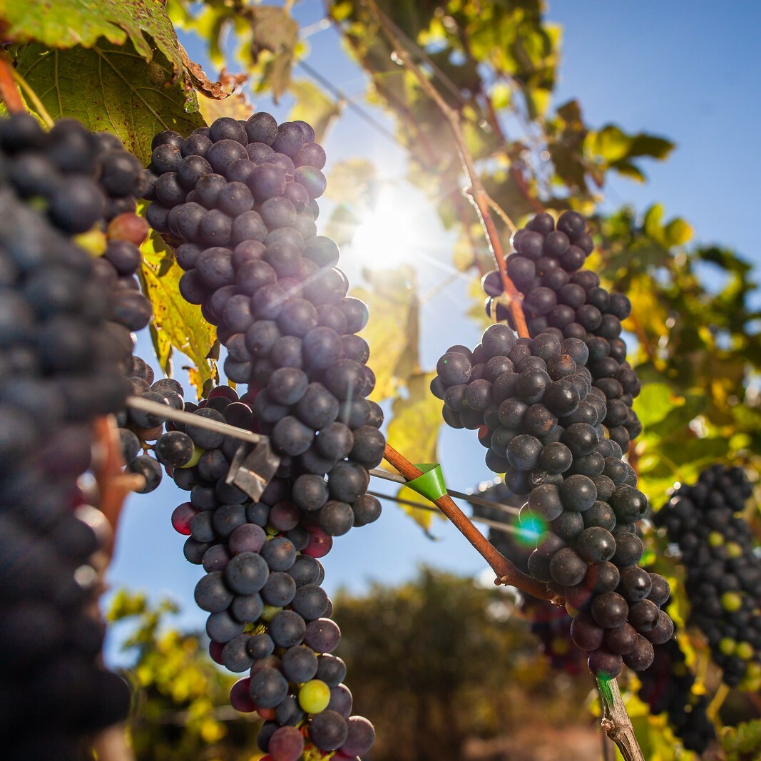 希哈, 羅訥河谷, 經典紅酒, 葡萄酒風味, 葡萄酒歷史, 全球葡萄酒, 葡萄酒愛好者, 黑莓香氣, 辛香料, 紅酒搭配, 希哈起源