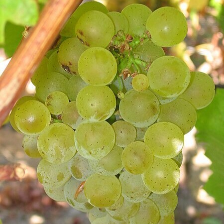 白蘇維濃, 清新白酒, 盧瓦爾河谷, 紐西蘭葡萄酒, 葡萄酒風味, 葡萄酒歷史, 全球葡萄酒, 葡萄酒愛好者, 草本香氣, 酸度, 白酒搭配, 白蘇維濃起源