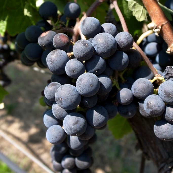 梅洛, 經典紅酒, 波爾多, 柔和單寧, 葡萄酒歷史, 全球葡萄酒, 葡萄酒愛好者, 果味濃郁, 順滑口感, 紅酒搭配, 梅洛起源