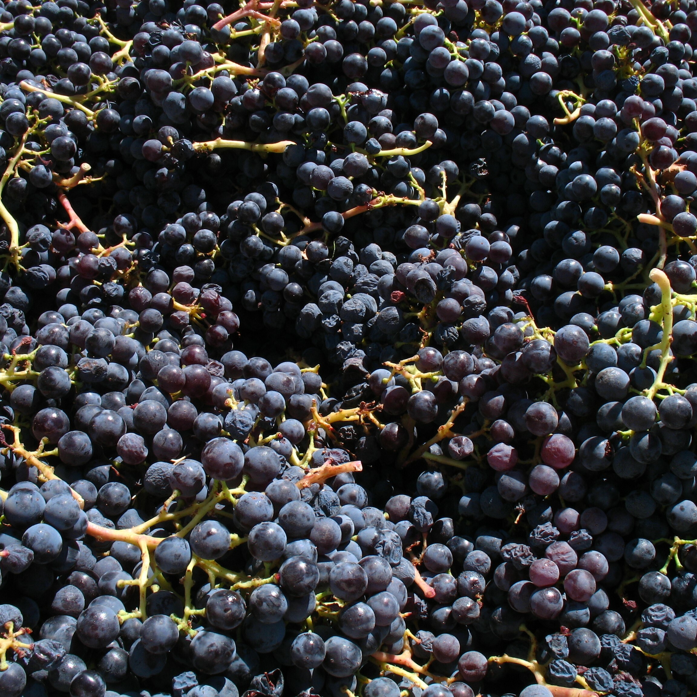 格那希, 經典紅酒, 羅訥河谷, Garnacha, 葡萄酒風味, 葡萄酒歷史, 全球葡萄酒, 葡萄酒愛好者, 果味濃郁, 紅酒搭配, 格那希起源