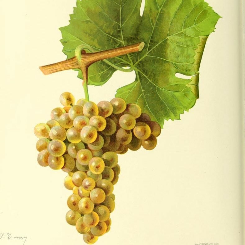 維歐尼耶, 經典白酒, 羅訥河谷, 芳香葡萄酒, 葡萄酒風味, 葡萄酒歷史, 全球葡萄酒, 葡萄酒愛好者, 花香, 異國風味, 白酒搭配, 維歐尼耶起源