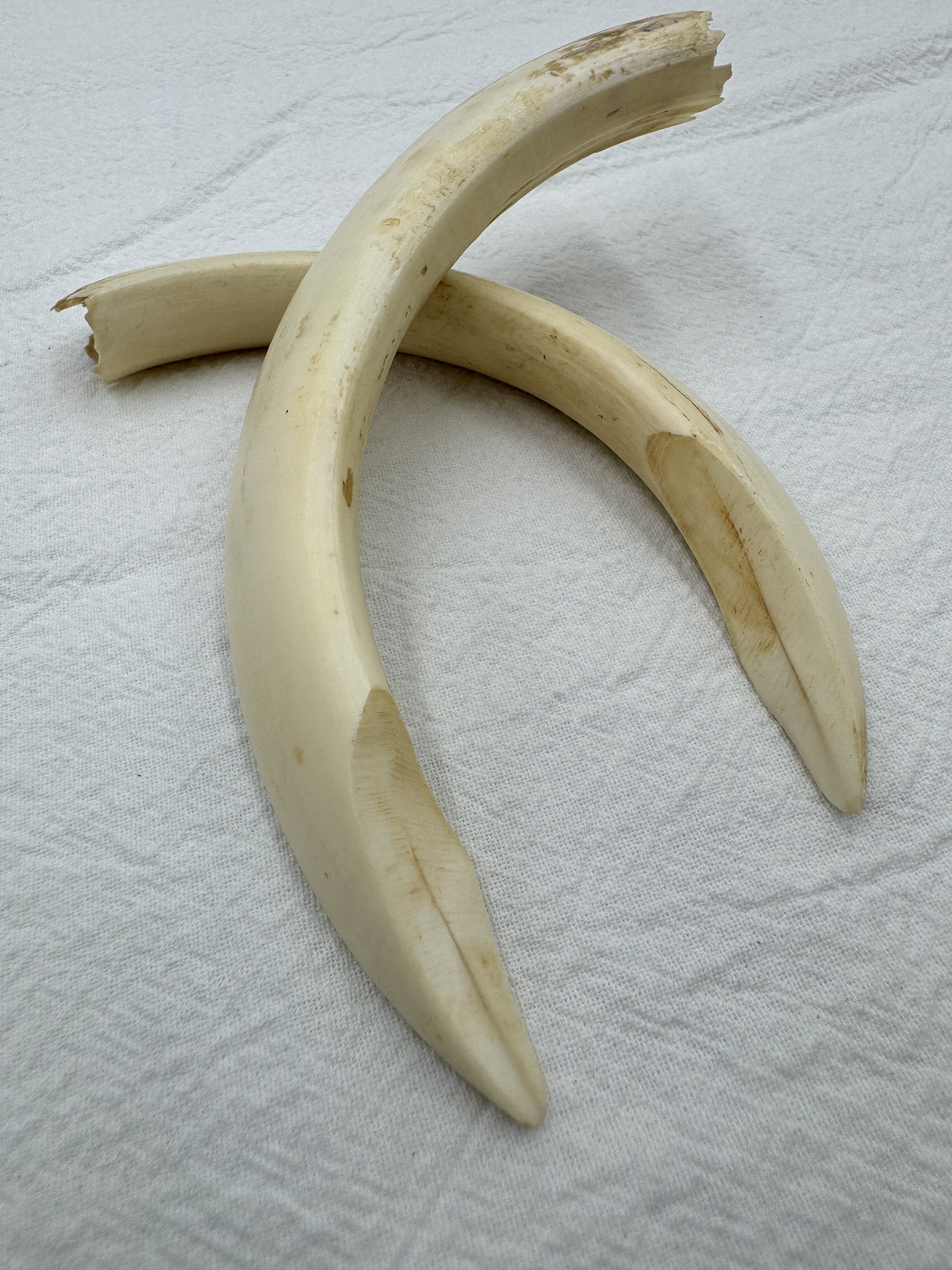 大-山豬牙(組)長約11～15cm