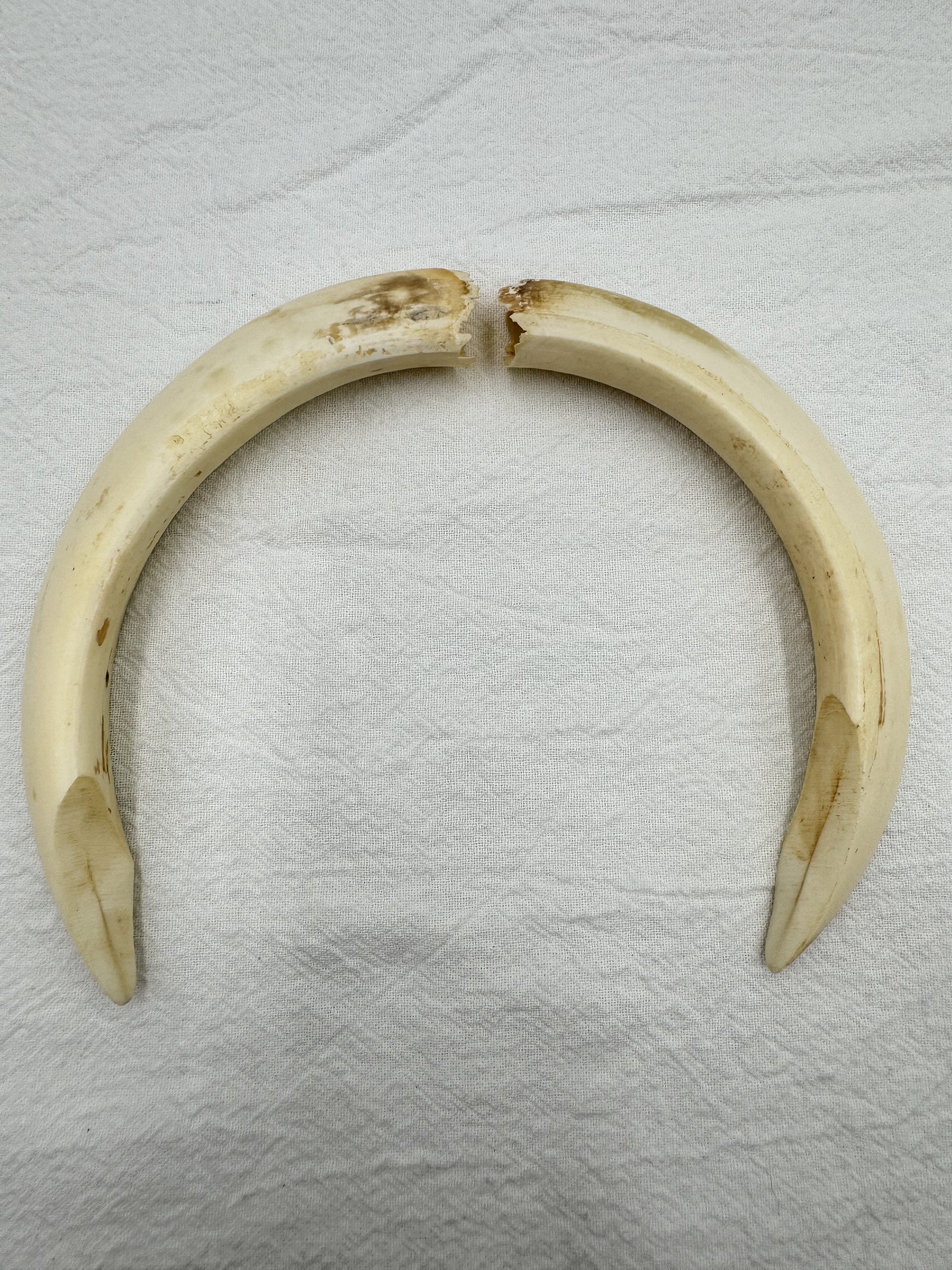 大-山豬牙(組)長約11～15cm