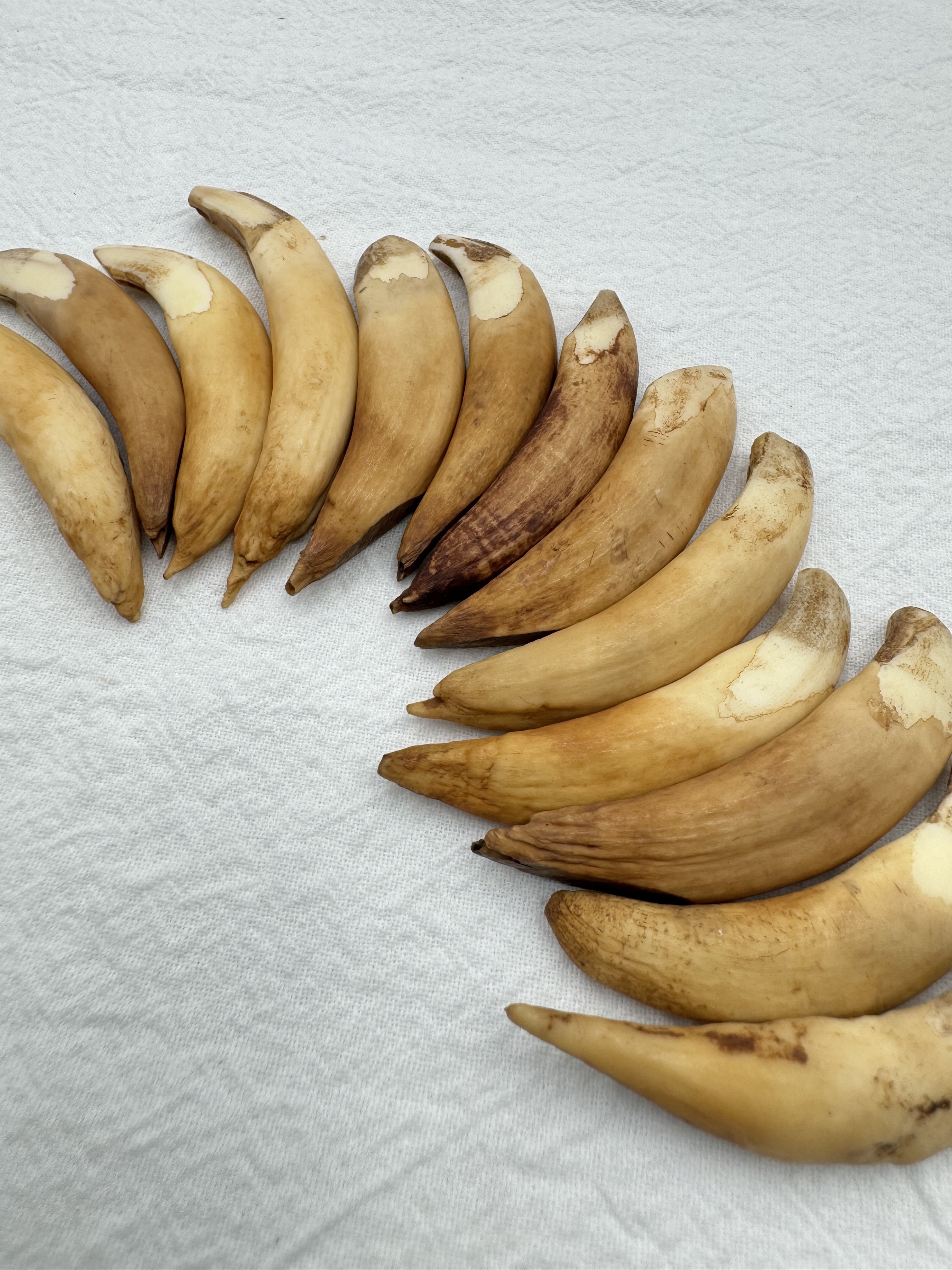 中-山豬牙(右)長約6～8cm