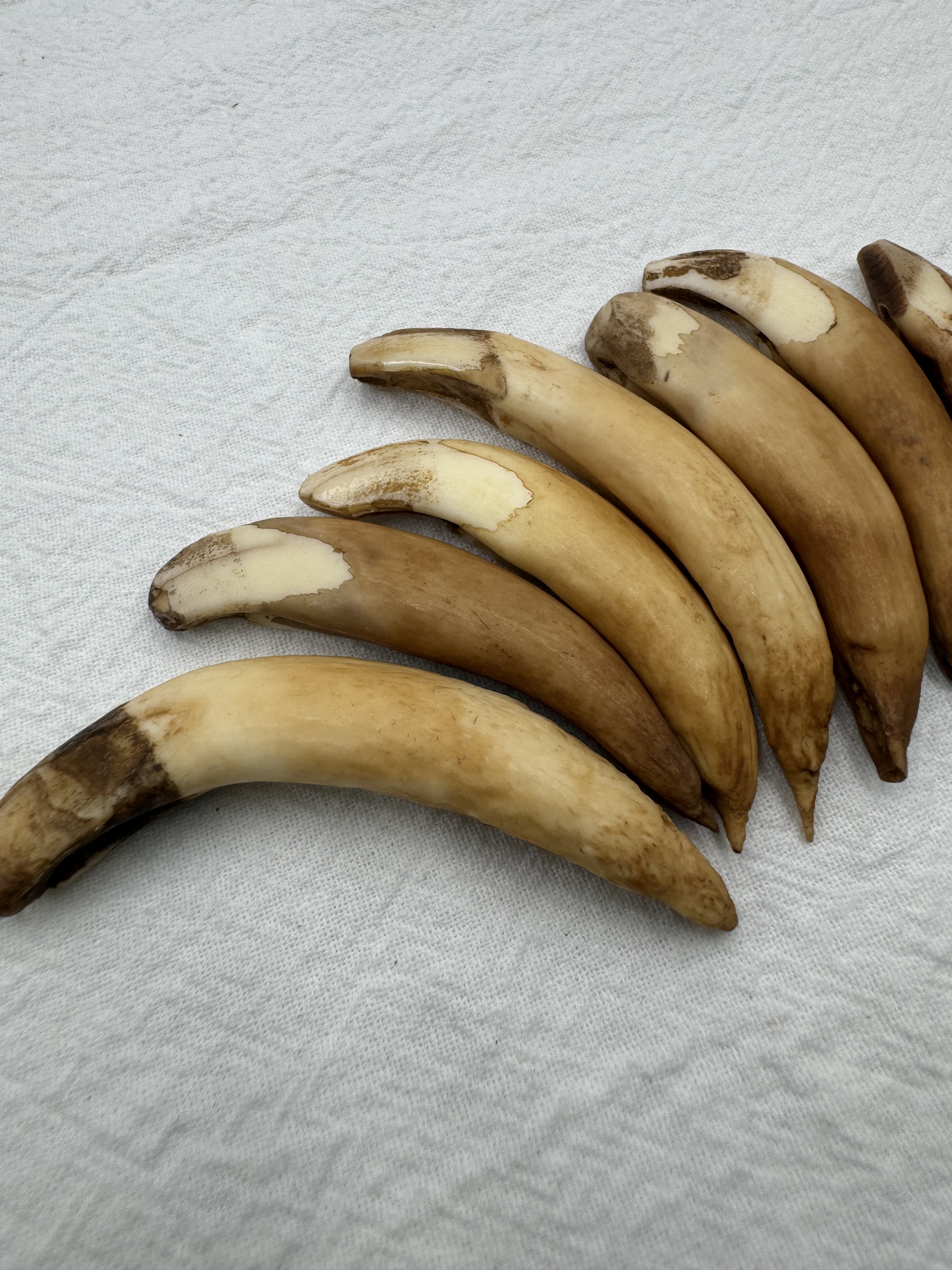 中-山豬牙(右)長約6～8cm