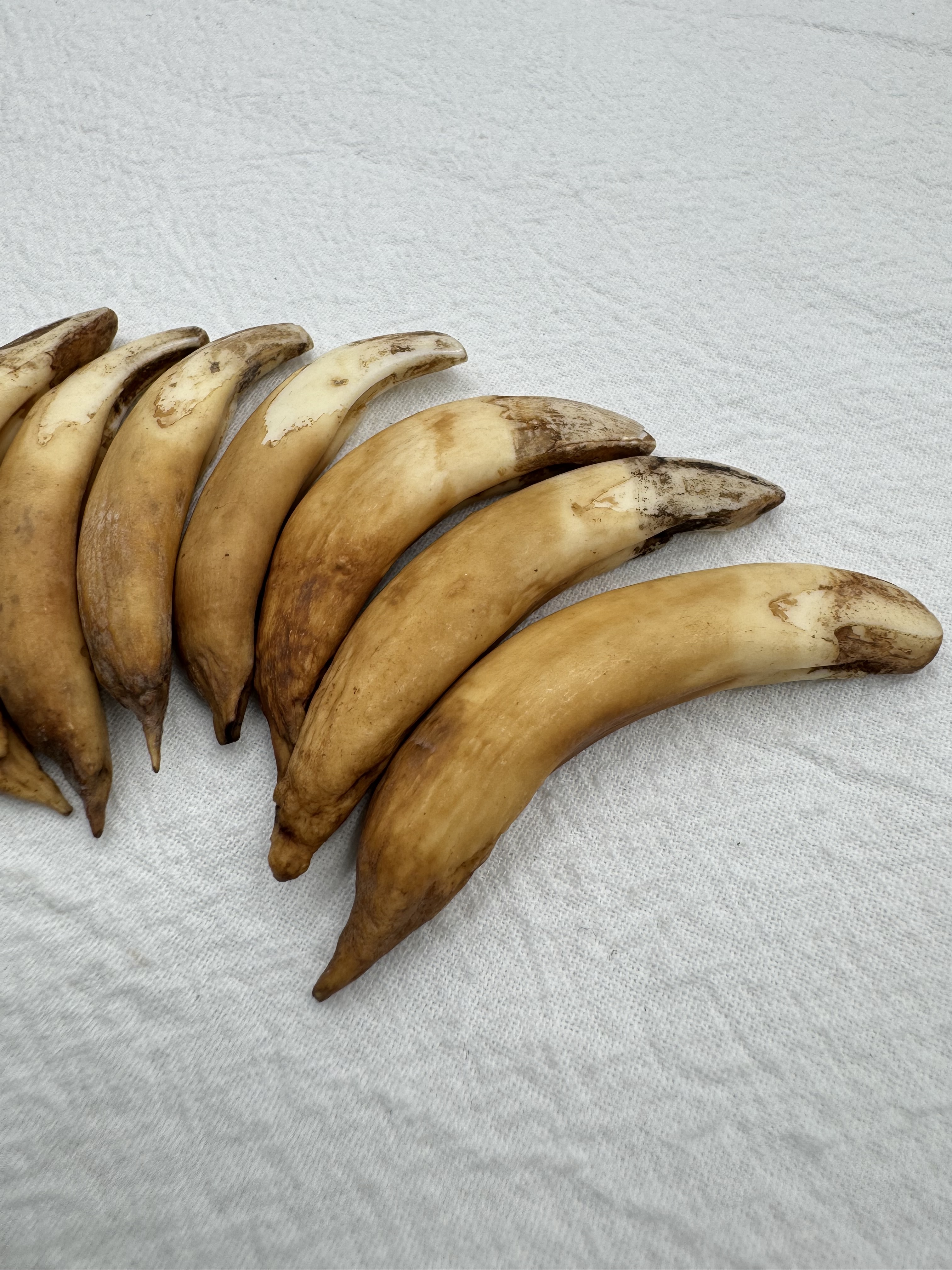 中-山豬牙(左)長約6～8cm