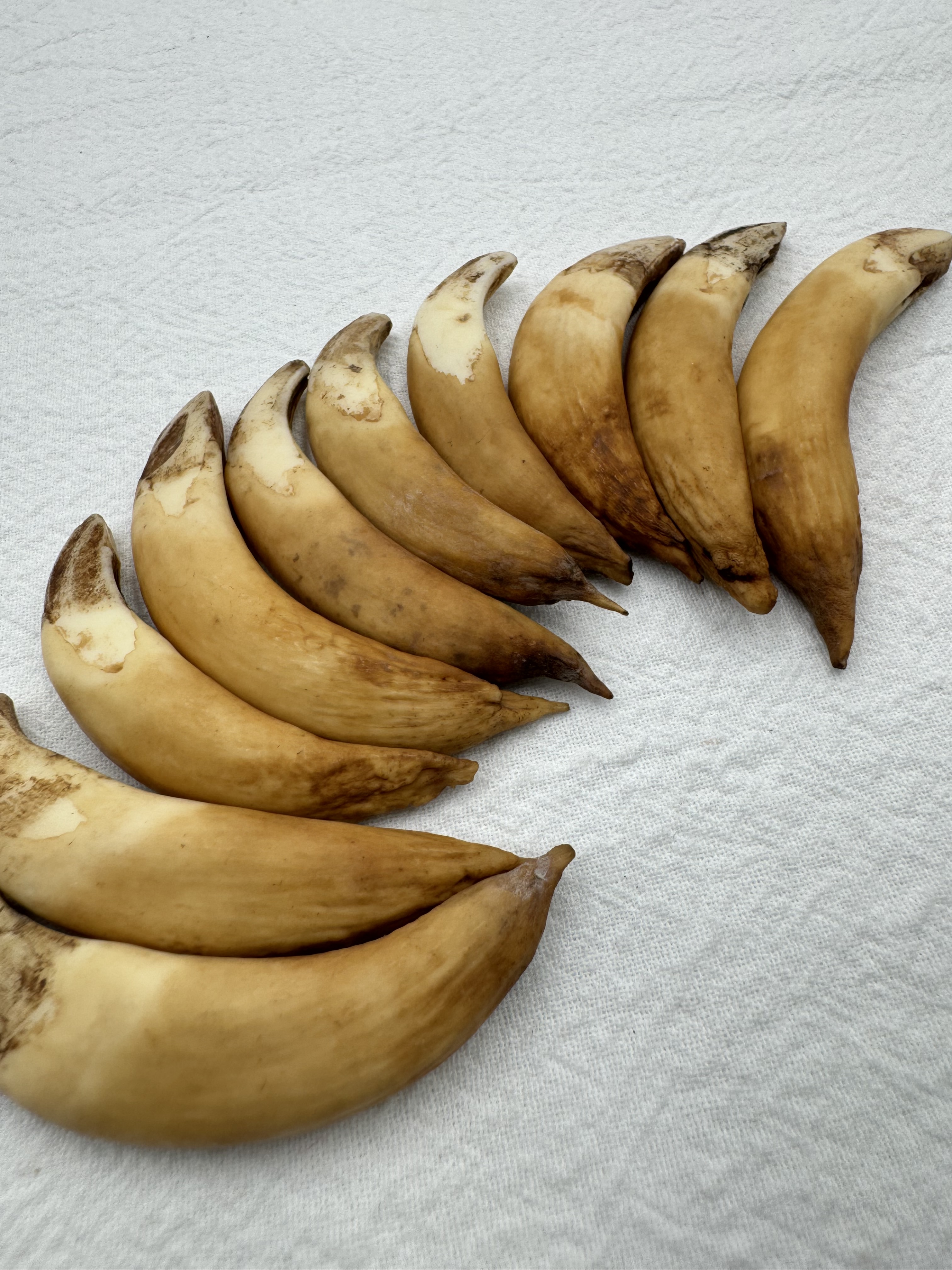 中-山豬牙(左)長約6～8cm