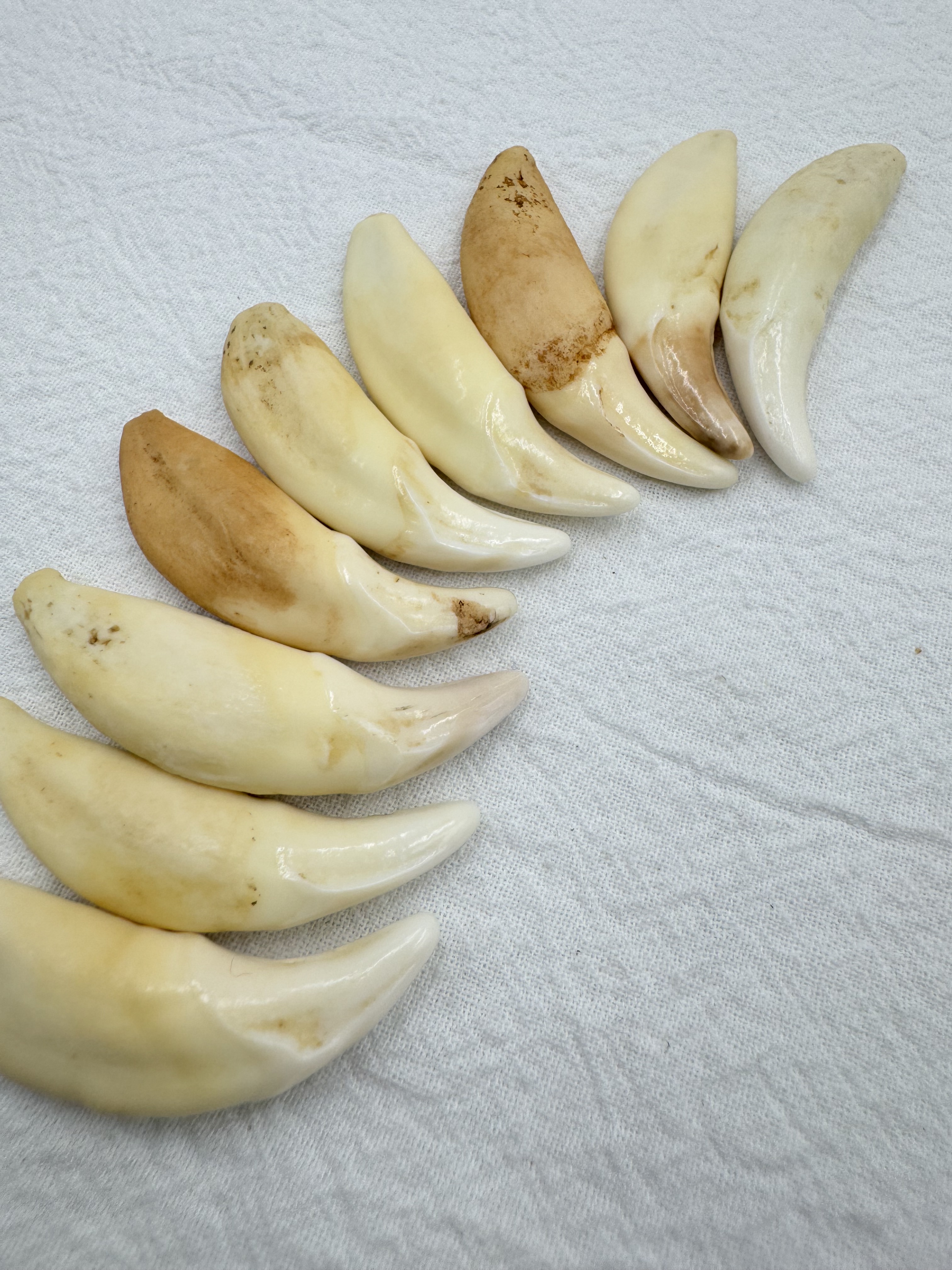 小-山豬牙(左)長約4.5～5cm