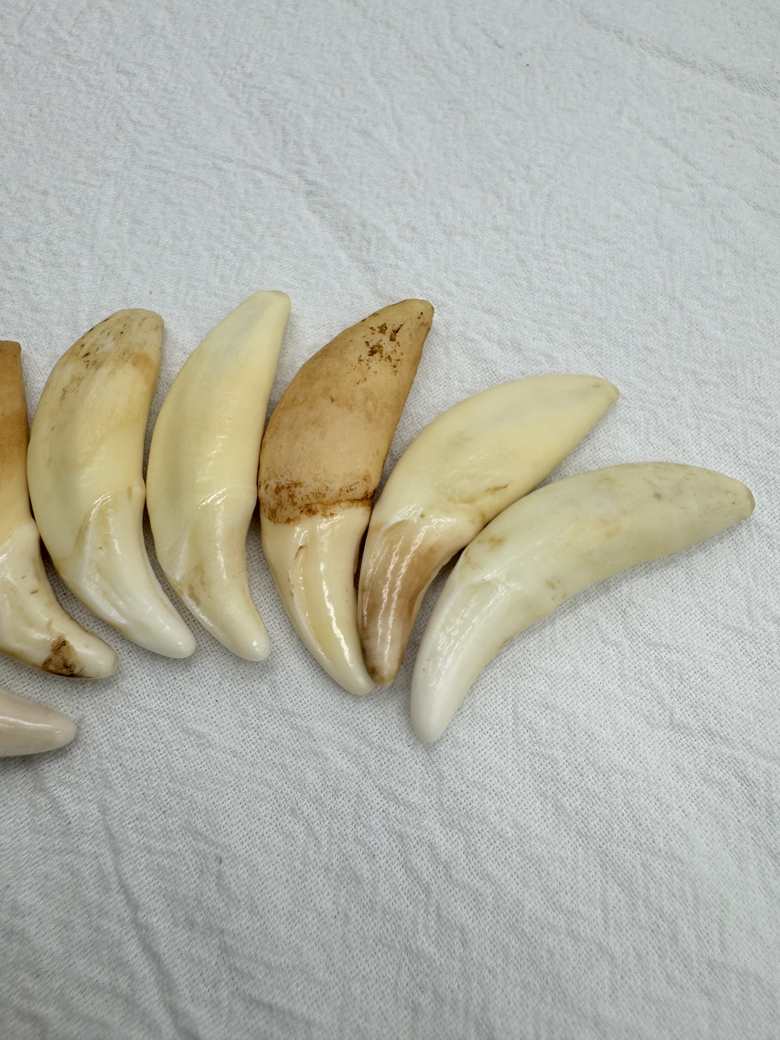 小-山豬牙(左)長約4.5～5cm