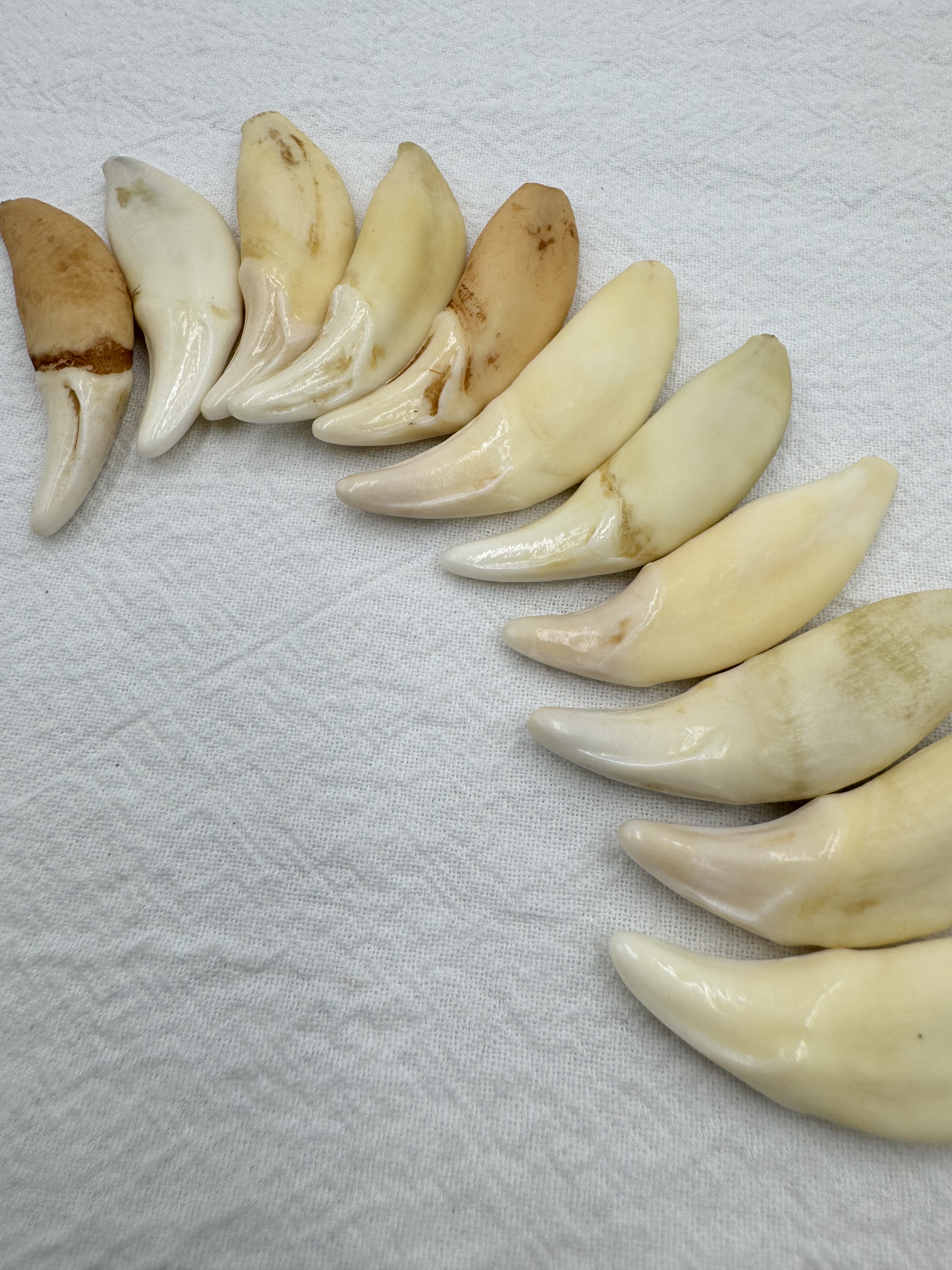 小-山豬牙(右)長約4.5～5cm