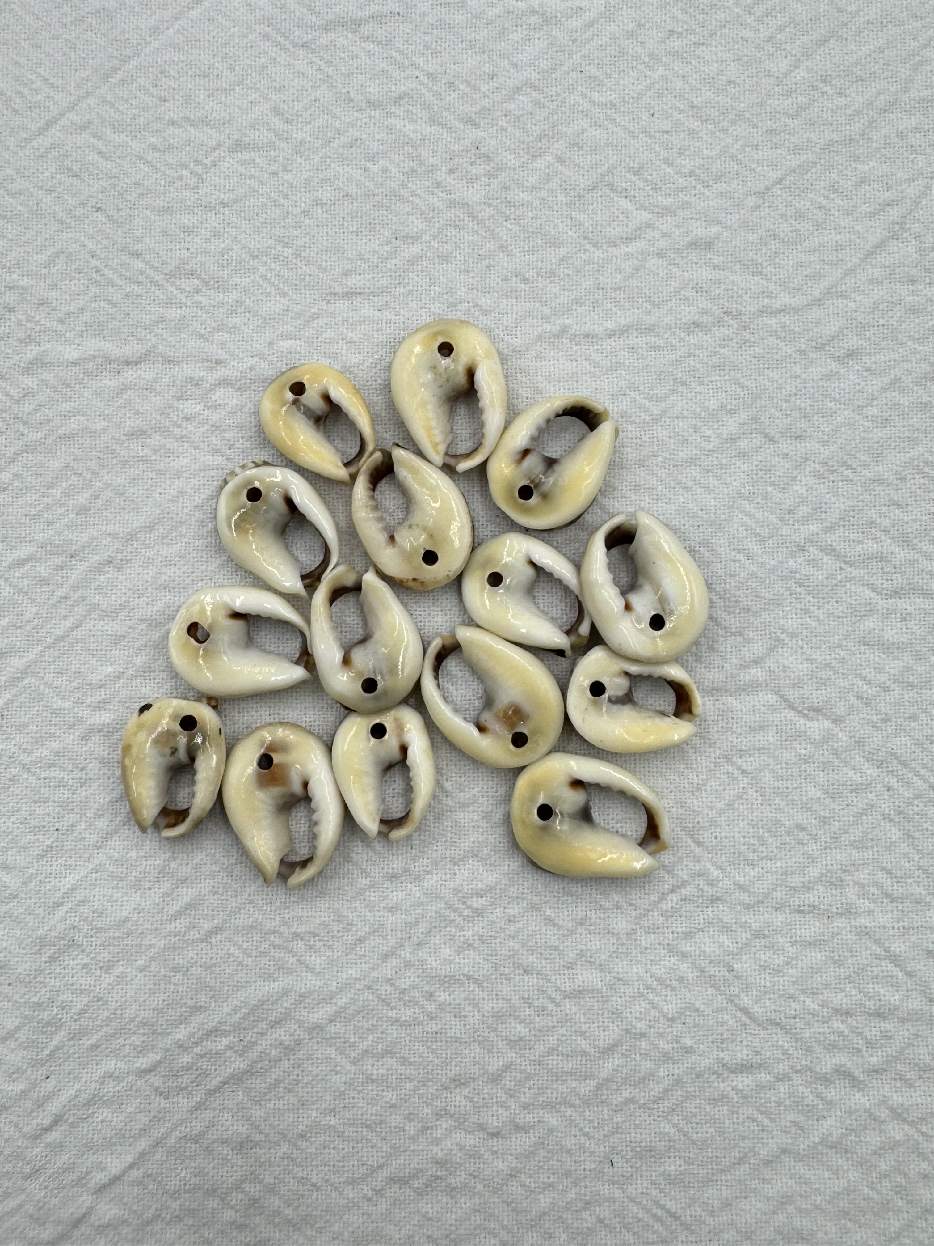 打孔馬蹄貝殼1.5cm約100顆