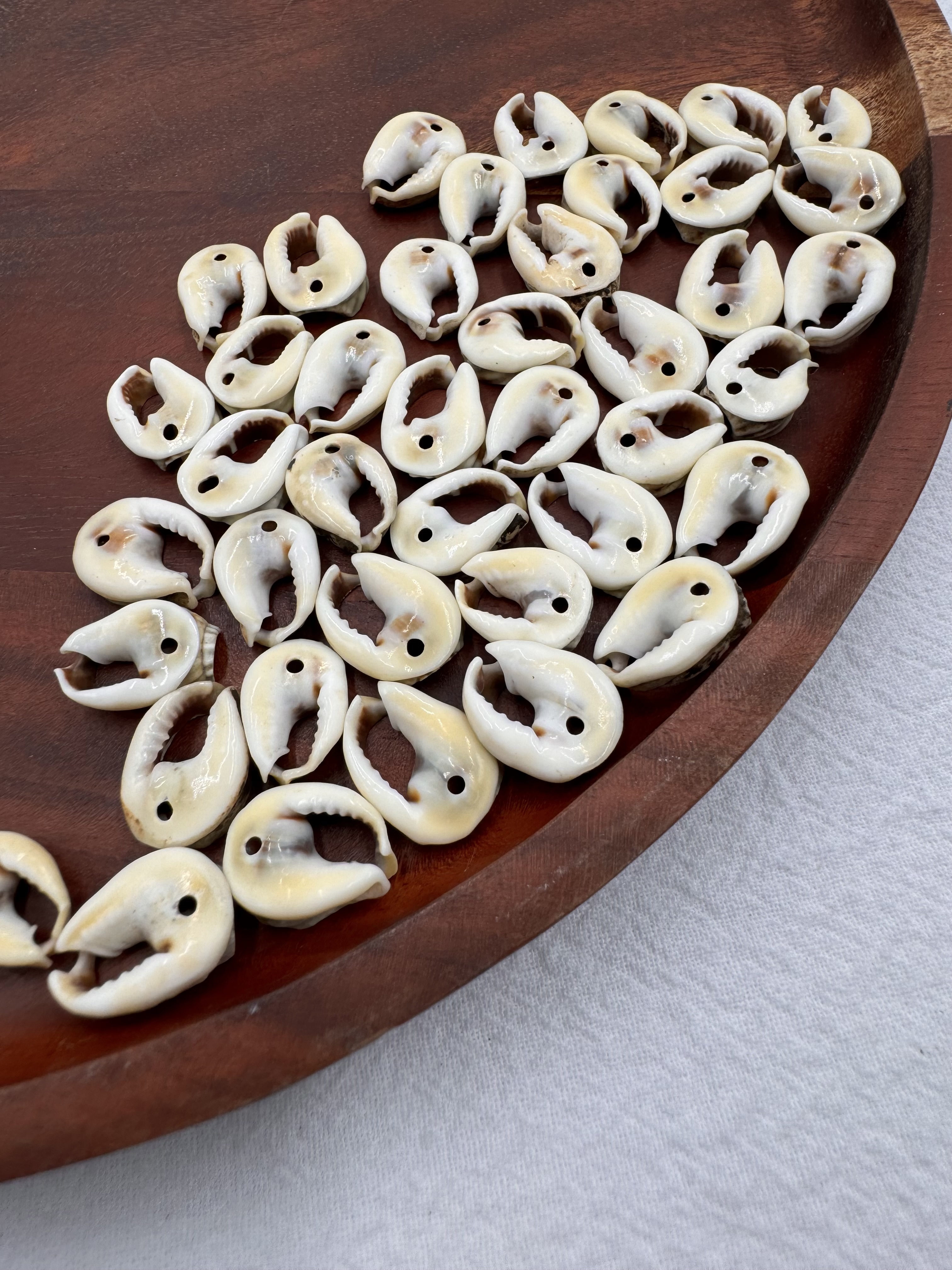 打孔馬蹄貝殼1.5cm約100顆