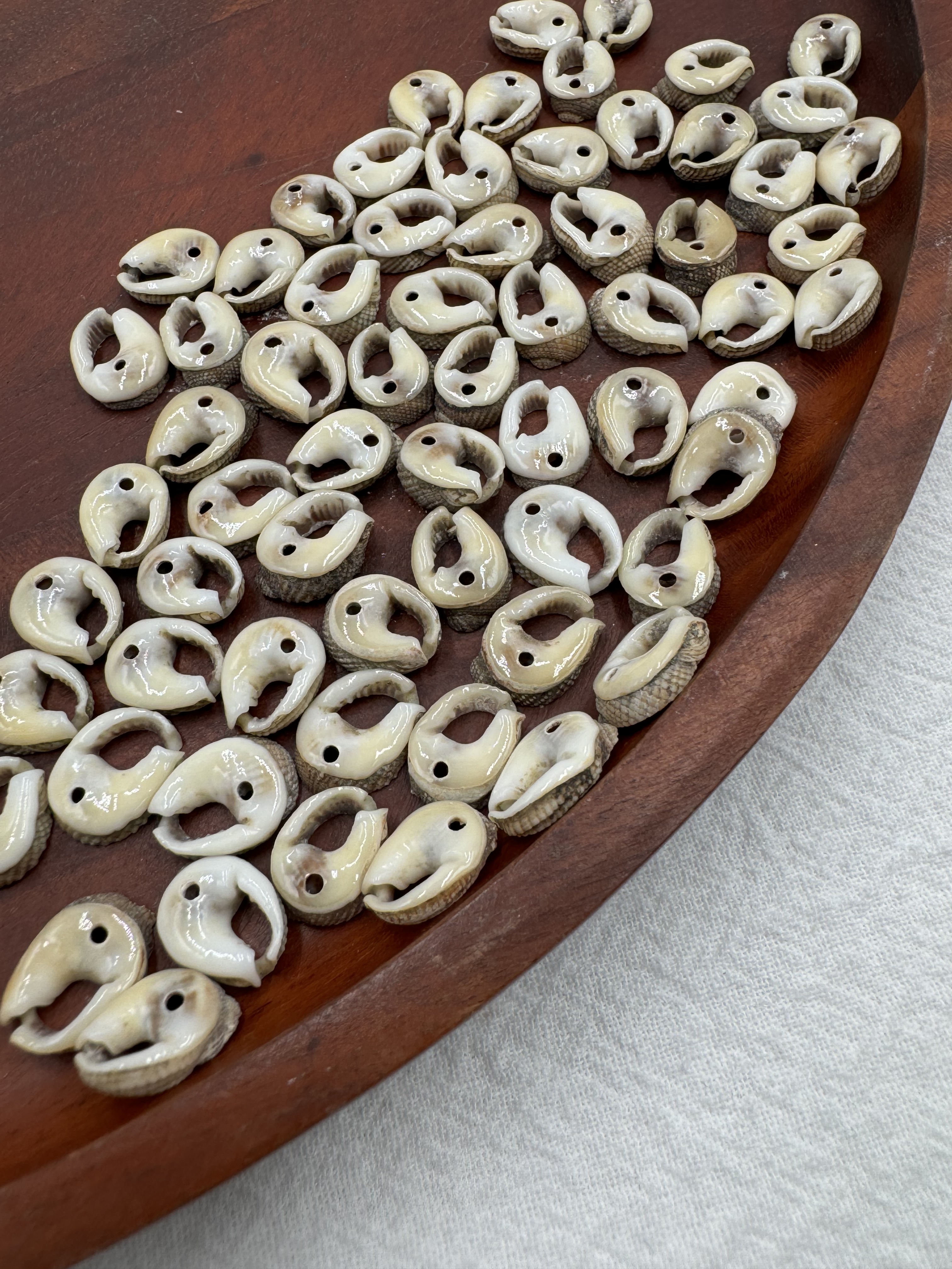 打孔馬蹄貝殼1cm約100顆