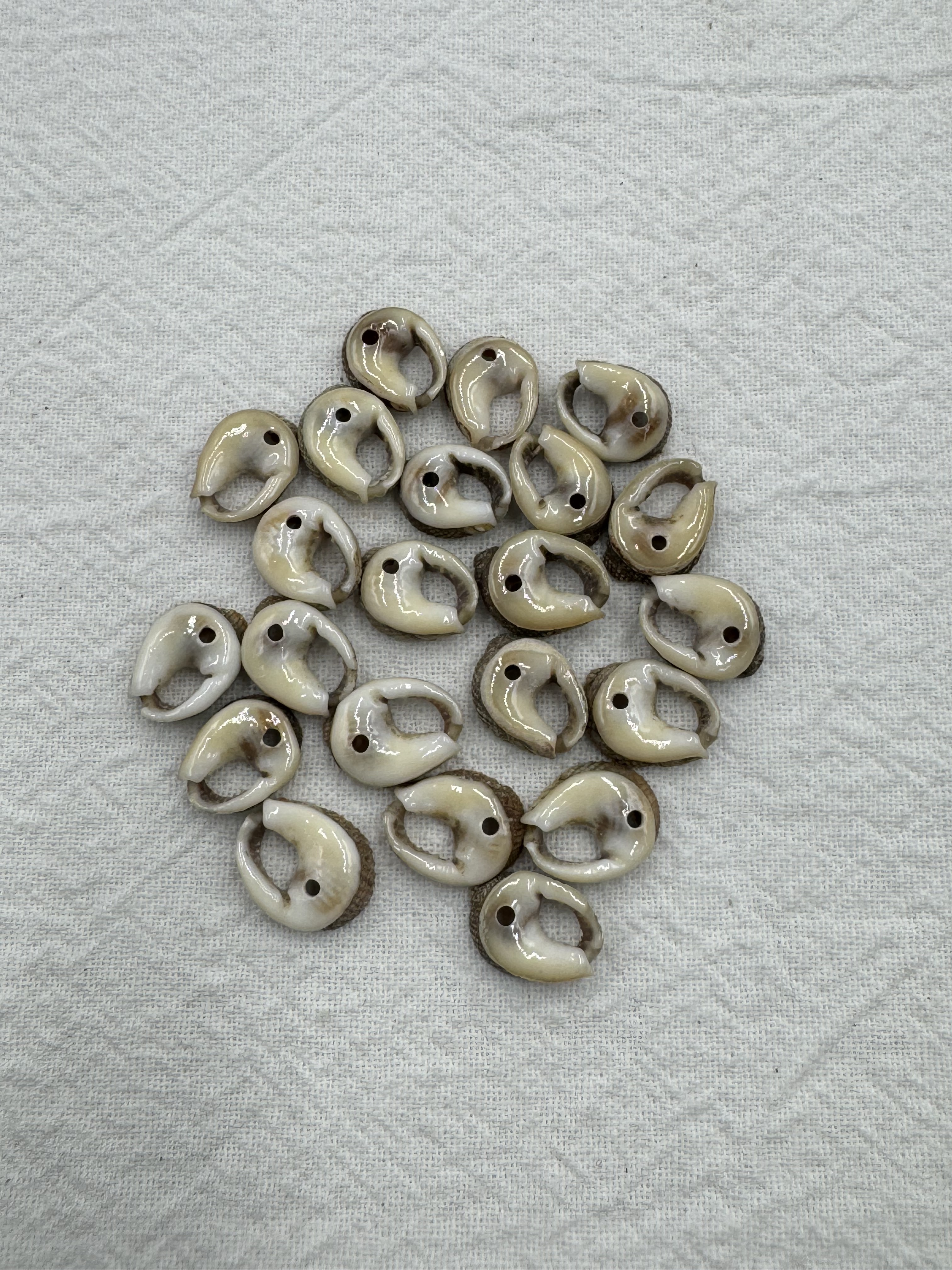 打孔馬蹄貝殼1cm約100顆