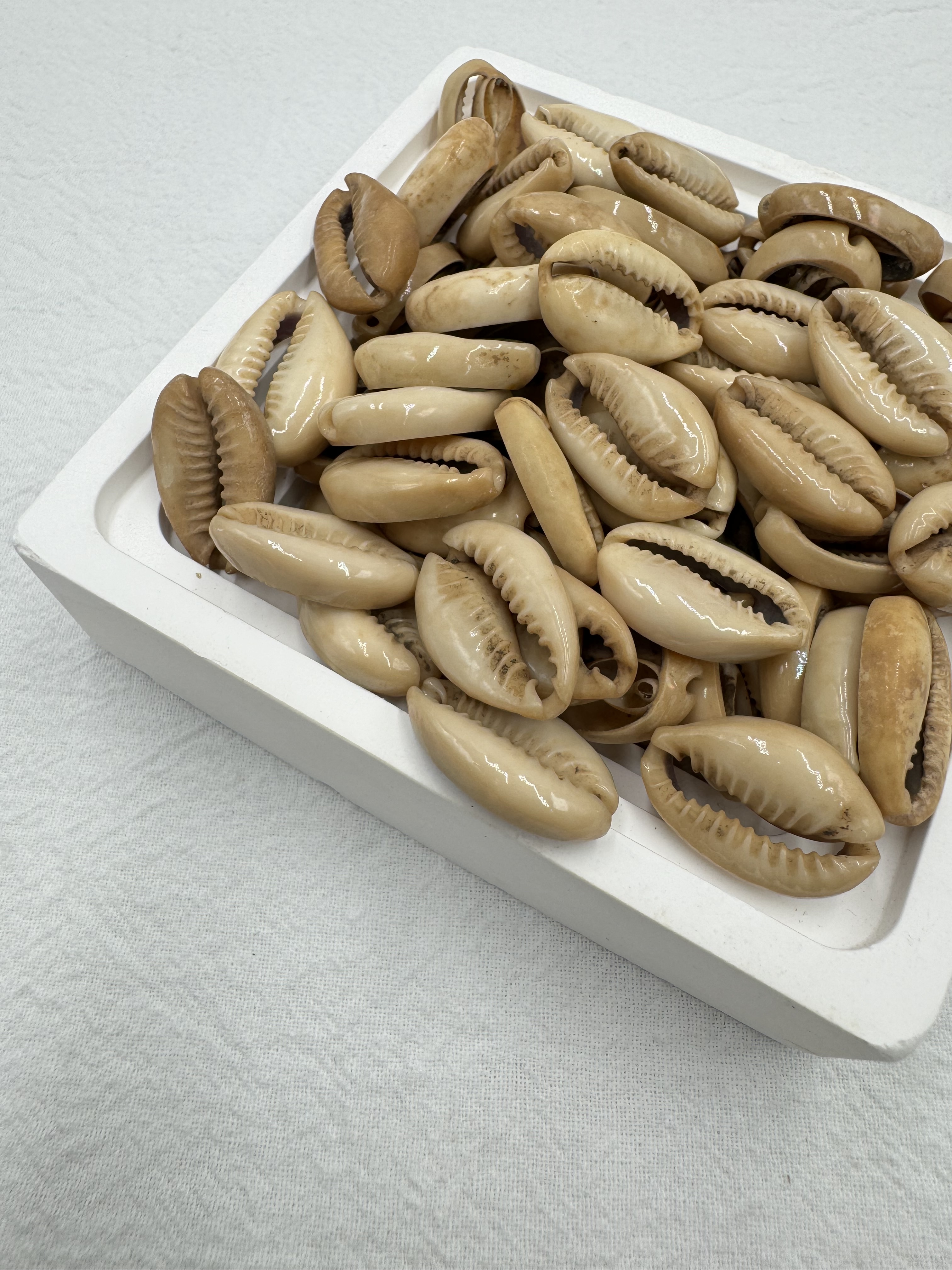 打孔貝殼-大2.3cm約100顆