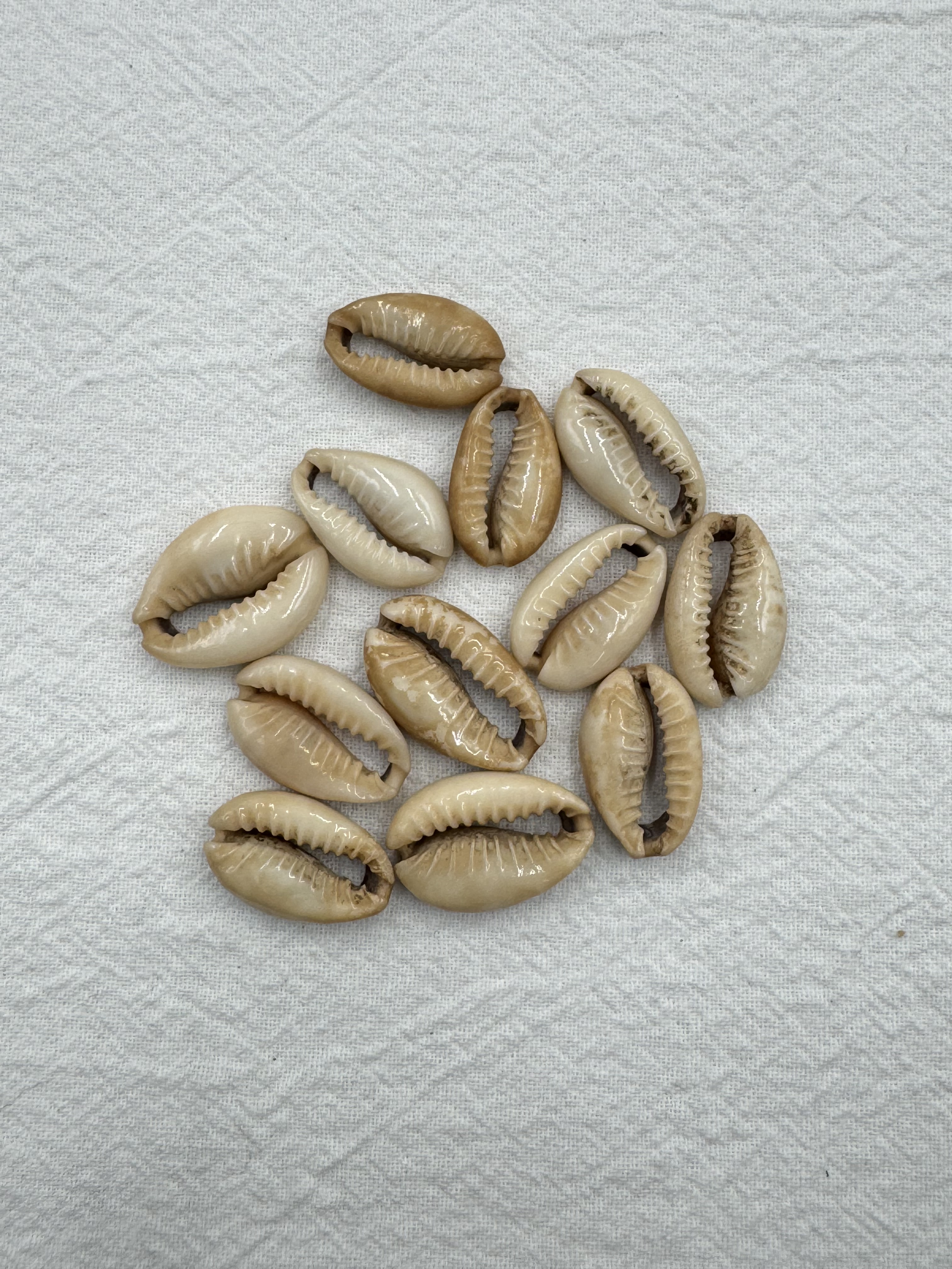 打孔貝殼-中2cm約100顆