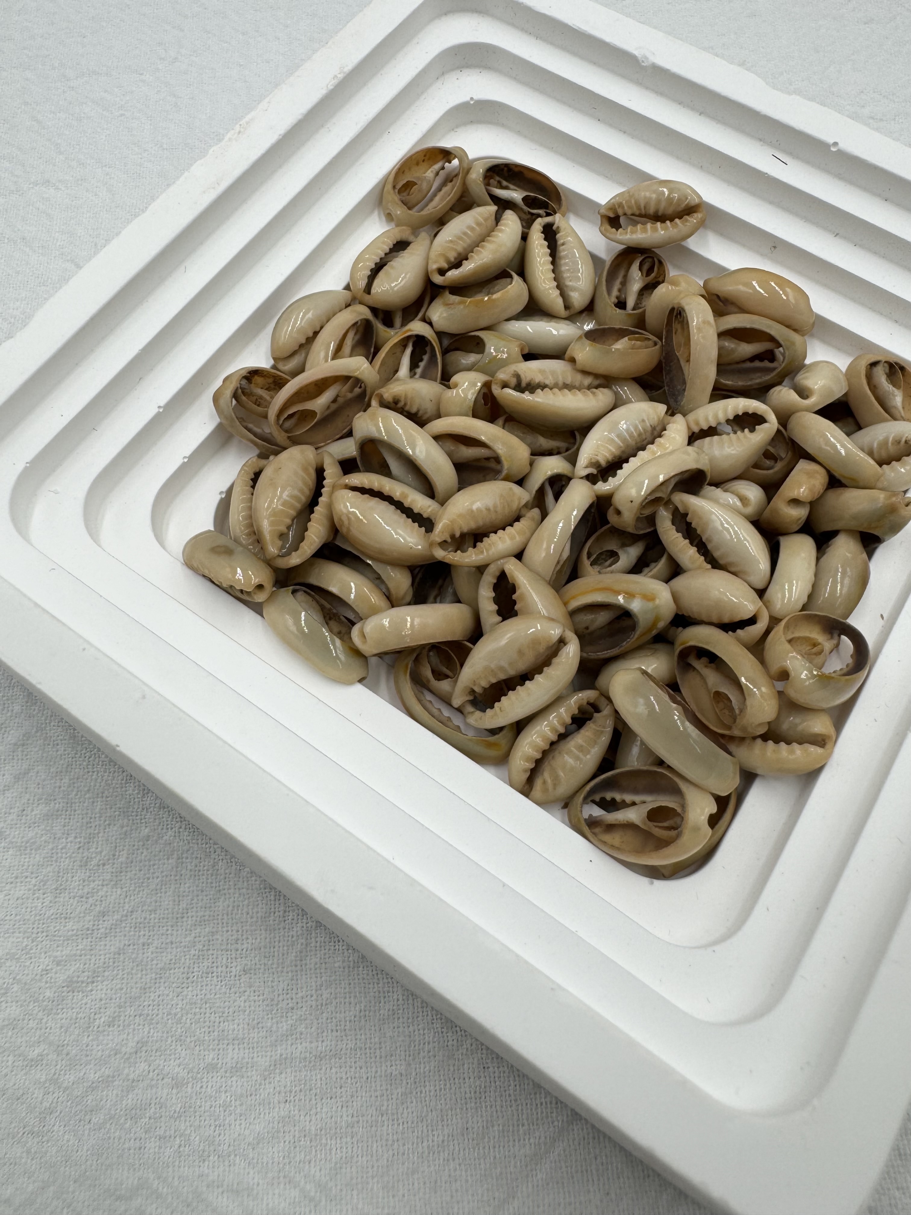 打孔貝殼-小1.3cm約100顆