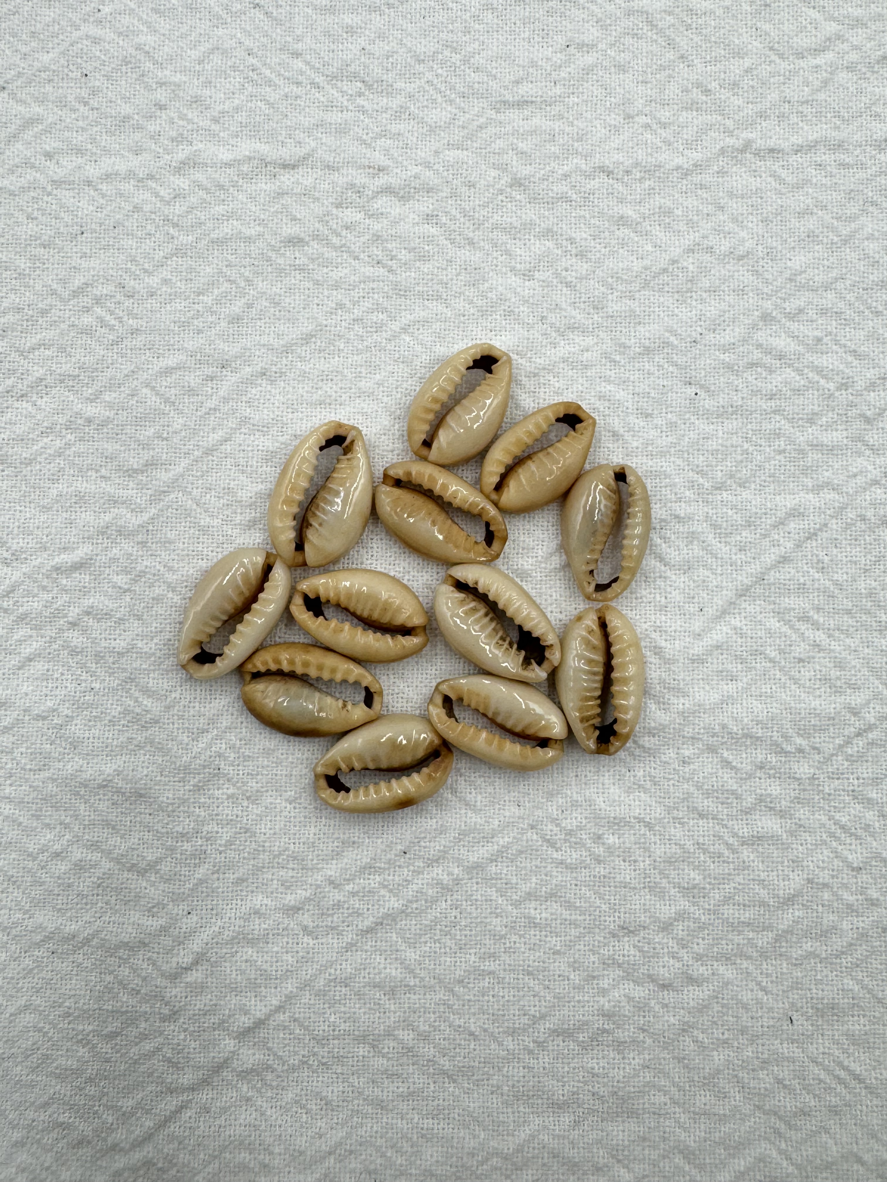 打孔貝殼-小1.3cm約100顆