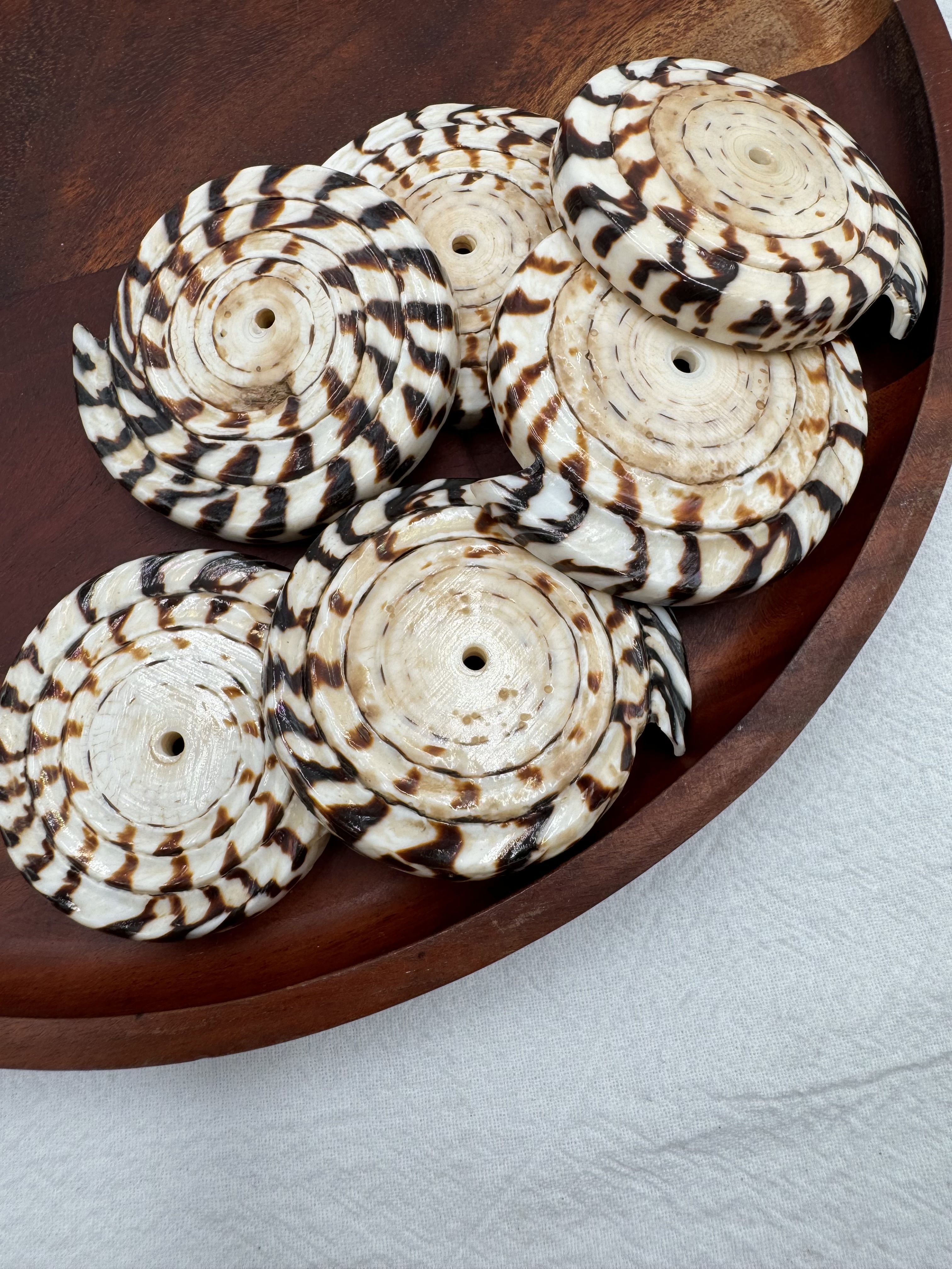 厚圓貝-大5～6cm