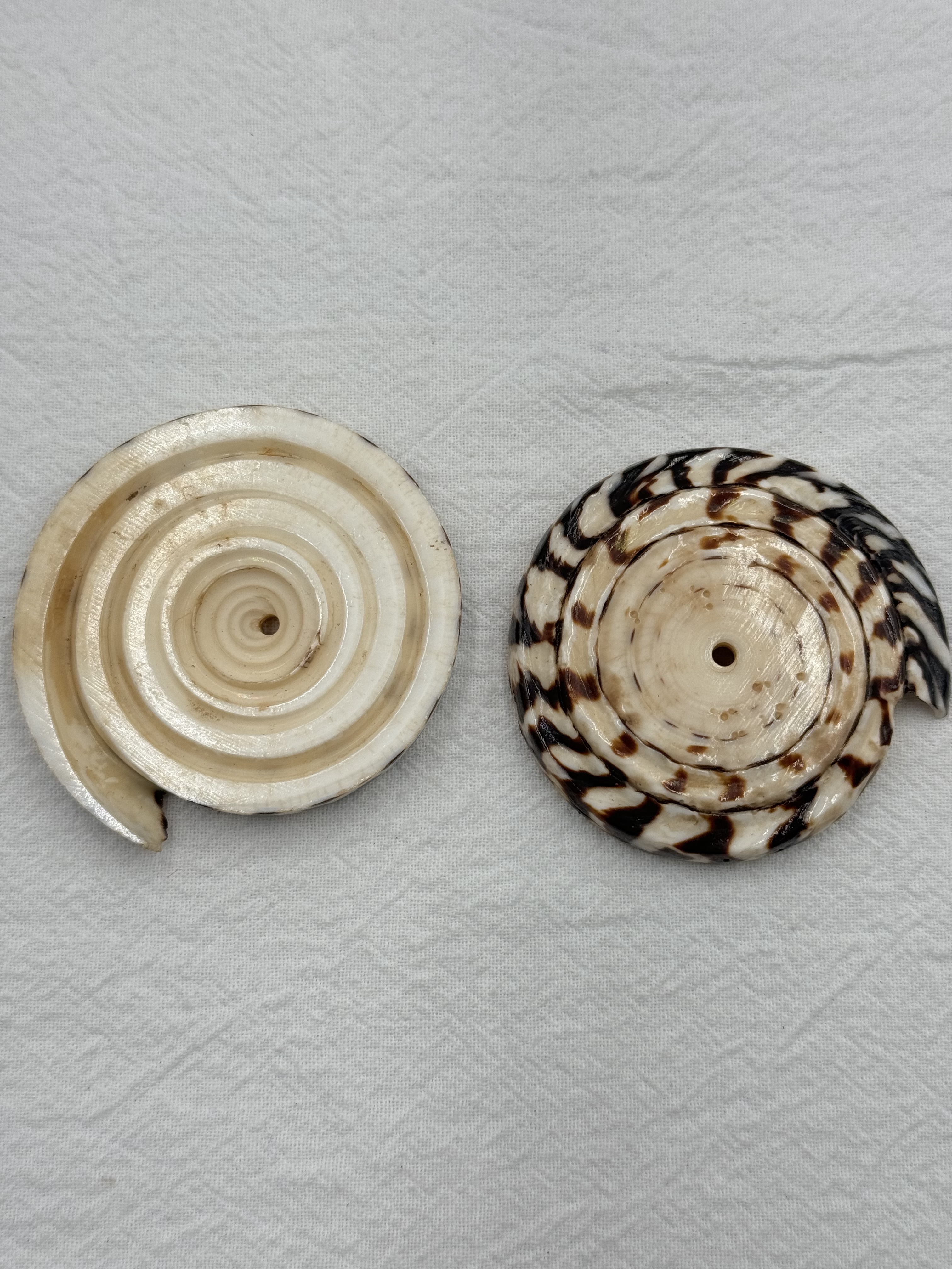 厚圓貝-大5～6cm