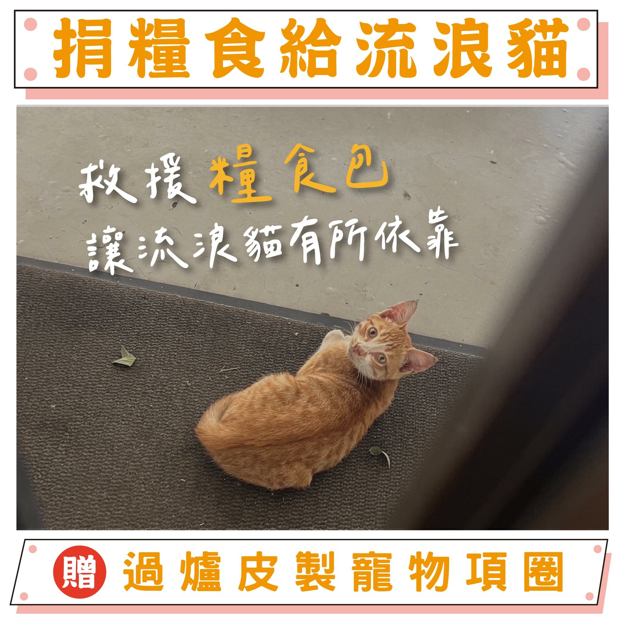 《喵星人糧食包、醫療箱募集》流浪動物糧食救助｜【天后公益】（贈大甲媽寵物立體皮製項圈）-已含八卦平安符令
