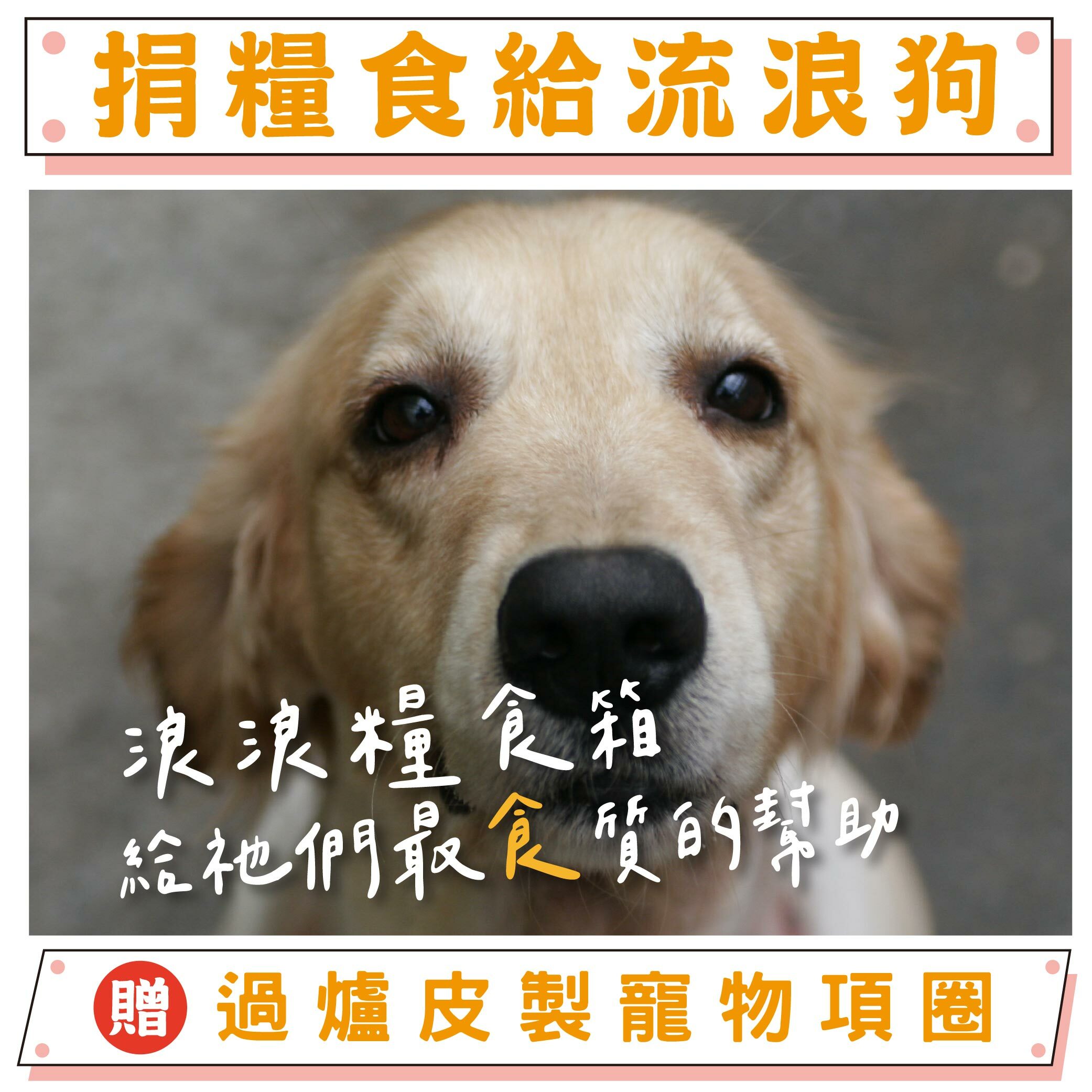 《浪浪糧食包募集》流浪動物糧食救助｜【天后公益】（贈大甲媽寵物立體皮製項圈）-已含八卦平安符令