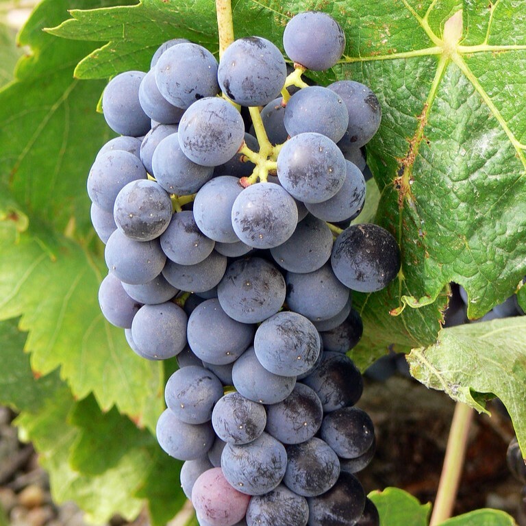 田帕尼優, 經典紅酒, 里奧哈, 西班牙紅酒, 葡萄酒風味, 葡萄酒歷史, 全球葡萄酒, 葡萄酒愛好者, 複雜風味, 紅酒搭配, 田帕尼優起源