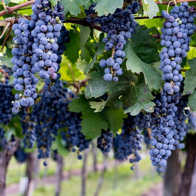 梅貝克, 經典紅酒, 卡奧爾, 阿根廷紅酒, 葡萄酒風味, 葡萄酒歷史, 全球葡萄酒, 葡萄酒愛好者, 深色水果, 紅酒搭配, 梅貝克起源