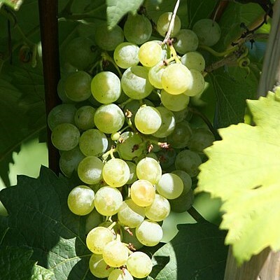 •	綠威特利納白酒, 辛香味, 白胡椒和柑橘, 葡萄酒, 紅酒, 白酒, 葡萄酒品嚐, 葡萄酒文化, 葡萄酒品牌, 紅酒搭配, 葡萄酒市場, wine, red wine, white wine, wine tasting