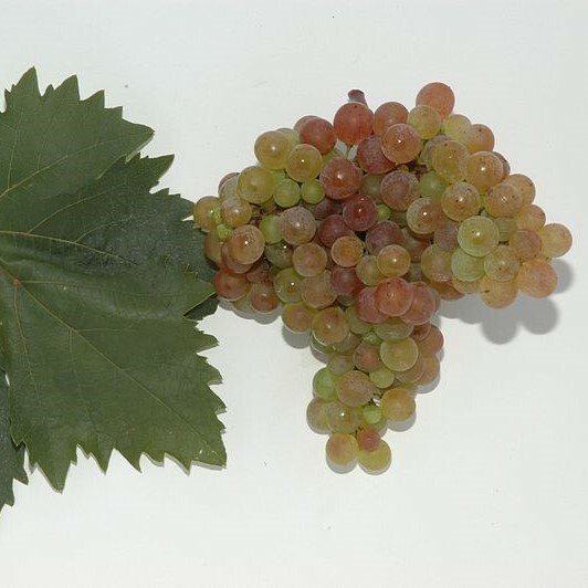 •	紅威特利納白酒, 蜂蜜香, 梨和白桃味, 葡萄酒, 紅酒, 白酒, 葡萄酒品嚐, 葡萄酒文化, 葡萄酒品牌, 紅酒搭配, 葡萄酒市場, wine, red wine, white wine, wine tasting, wine culture