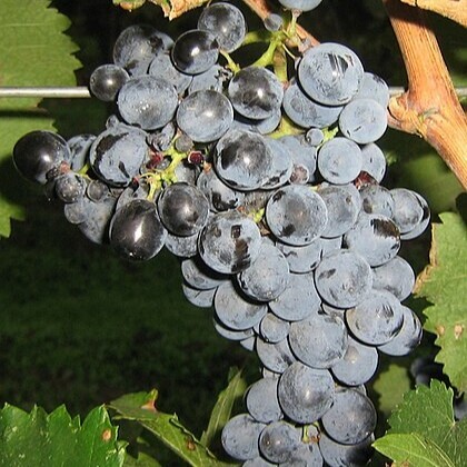 •	晚紅蜜 (Saperavi)紅酒, 格魯吉亞, 深色和酸櫻桃味, 葡萄酒, 紅酒, 白酒, 葡萄酒品嚐, 葡萄酒文化, 葡萄酒品牌, 紅酒搭配, 葡萄酒市場, wine, red wine, white wine, wine tasting