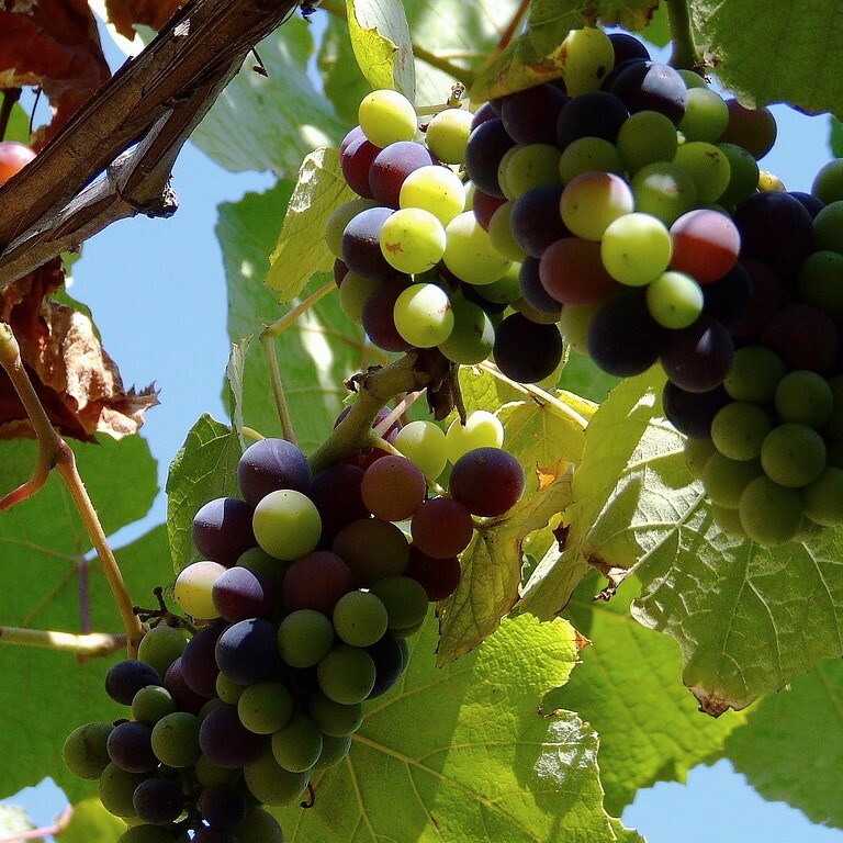 •	狐狸尾白酒, 義大利, 花香和柑橘味, 葡萄酒, 紅酒, 白酒, 葡萄酒品嚐, 葡萄酒文化, 葡萄酒品牌, 紅酒搭配, 葡萄酒市場, wine, red wine, white wine, wine tasting, wine culture