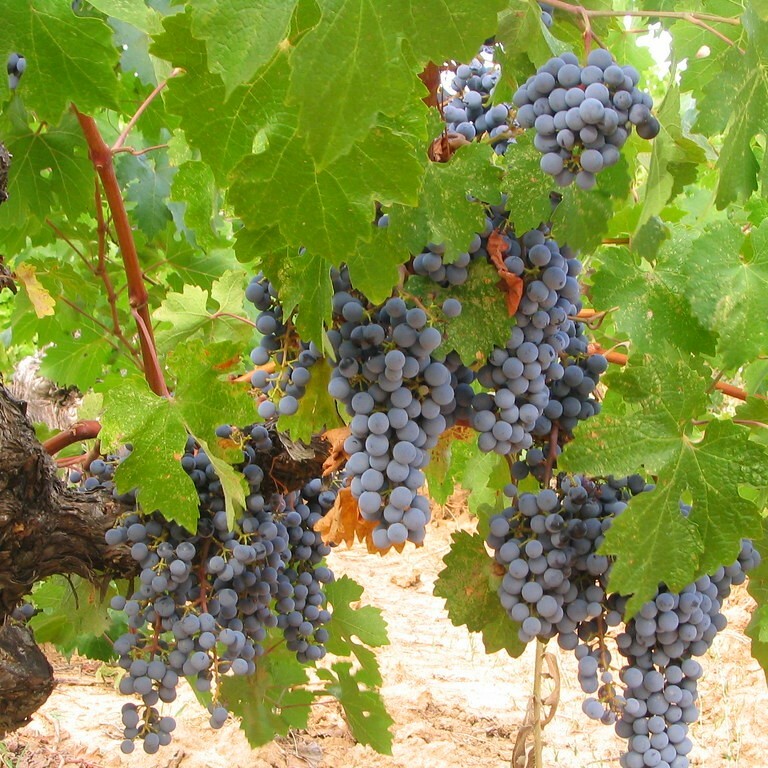 •	皮拉維加紅酒, 義大利, 辛香和紅莓味, 葡萄酒, 紅酒, 白酒, 葡萄酒品嚐, 葡萄酒文化, 葡萄酒品牌, 紅酒搭配, 葡萄酒市場, wine, red wine, white wine, wine tastins