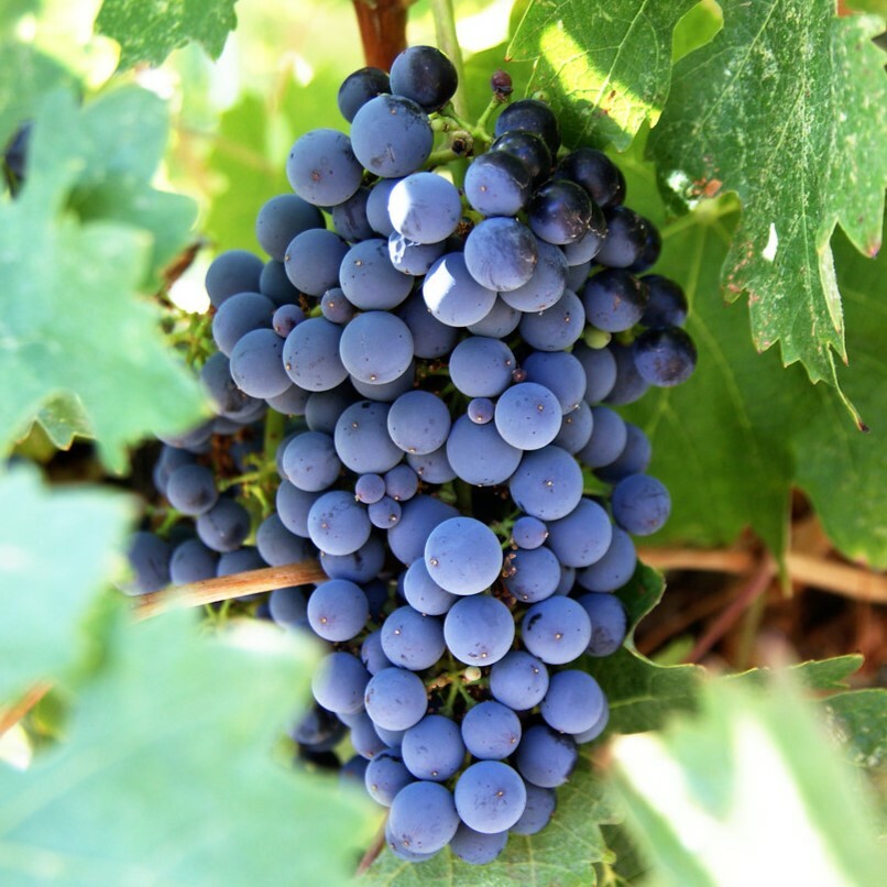 •	里斯坦普里埃托紅酒, 西班牙, 黑色水果和泥土味, 葡萄酒, 紅酒, 白酒, 葡萄酒品嚐, 葡萄酒文化, 葡萄酒品牌, 紅酒搭配, 葡萄酒市場, wine, red wine, white wine, wine tasting