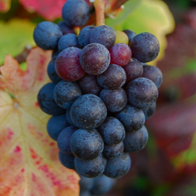 •	曼多紅酒, 西班牙, 紅莓和香料味, 葡萄酒, 紅酒, 白酒, 葡萄酒品嚐, 葡萄酒文化, 葡萄酒品牌, 紅酒搭配, 葡萄酒市場, wine, red wine, white wine, wine tasting