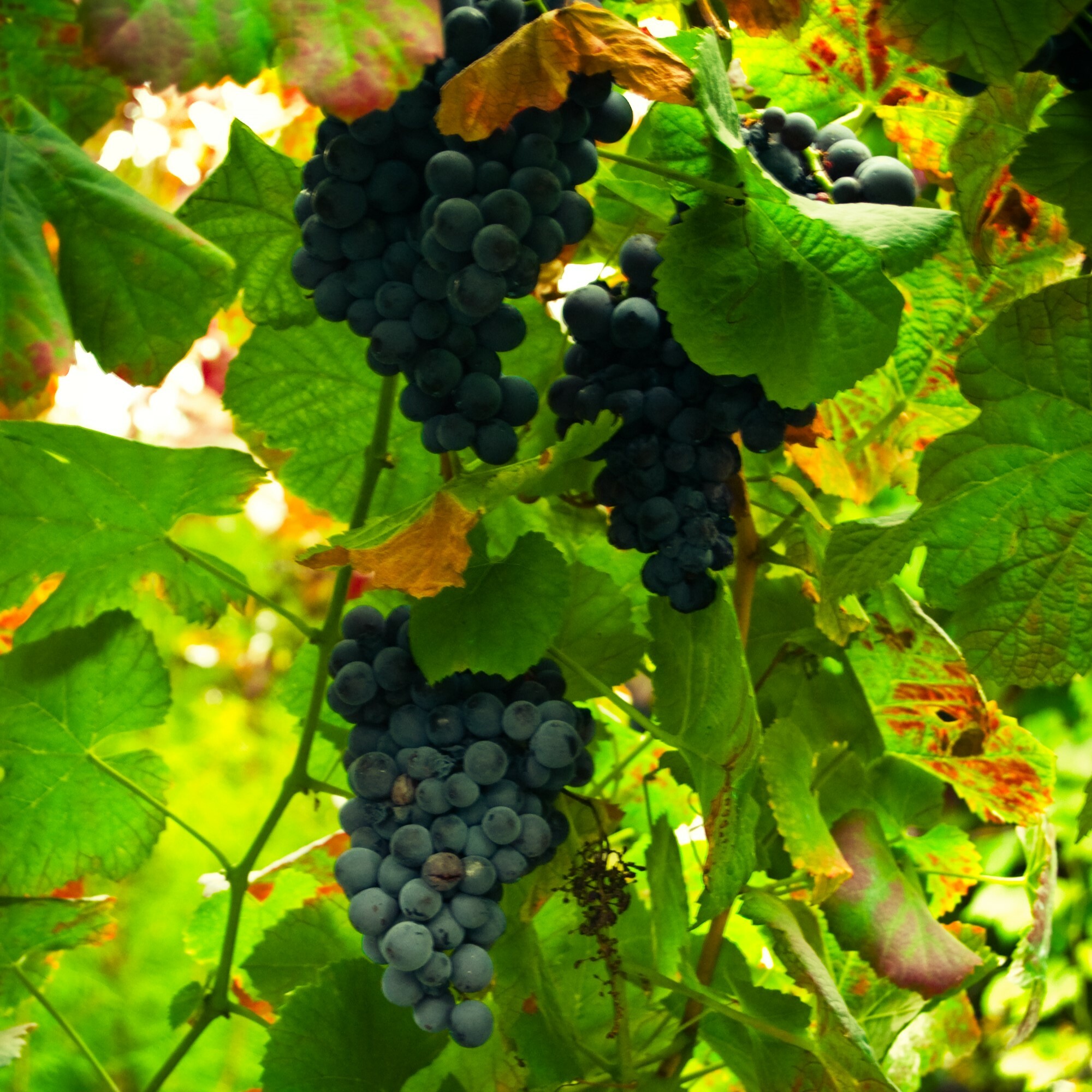 薇霓綠酒, 葡萄牙, 清爽和青蘋果味, 葡萄酒, 紅酒, 白酒, 葡萄酒品嚐, 葡萄酒文化, 葡萄酒品牌, 紅酒搭配, 葡萄酒市場, wine, red wine, white wine, wine tasting