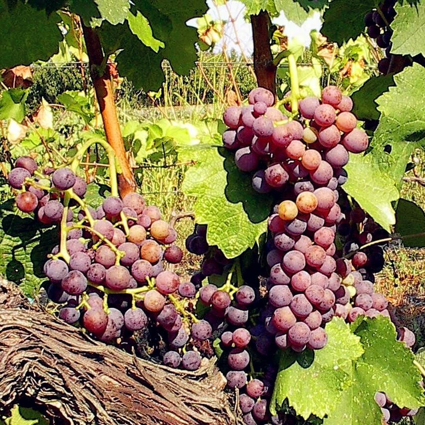 •	玫瑰妃白酒, 希臘, 花香和柑橘味, 葡萄酒, 紅酒, 白酒, 葡萄酒品嚐, 葡萄酒文化, 葡萄酒品牌, 紅酒搭配, 葡萄酒市場, wine, red wine, white wine, wine tasting, wine culture